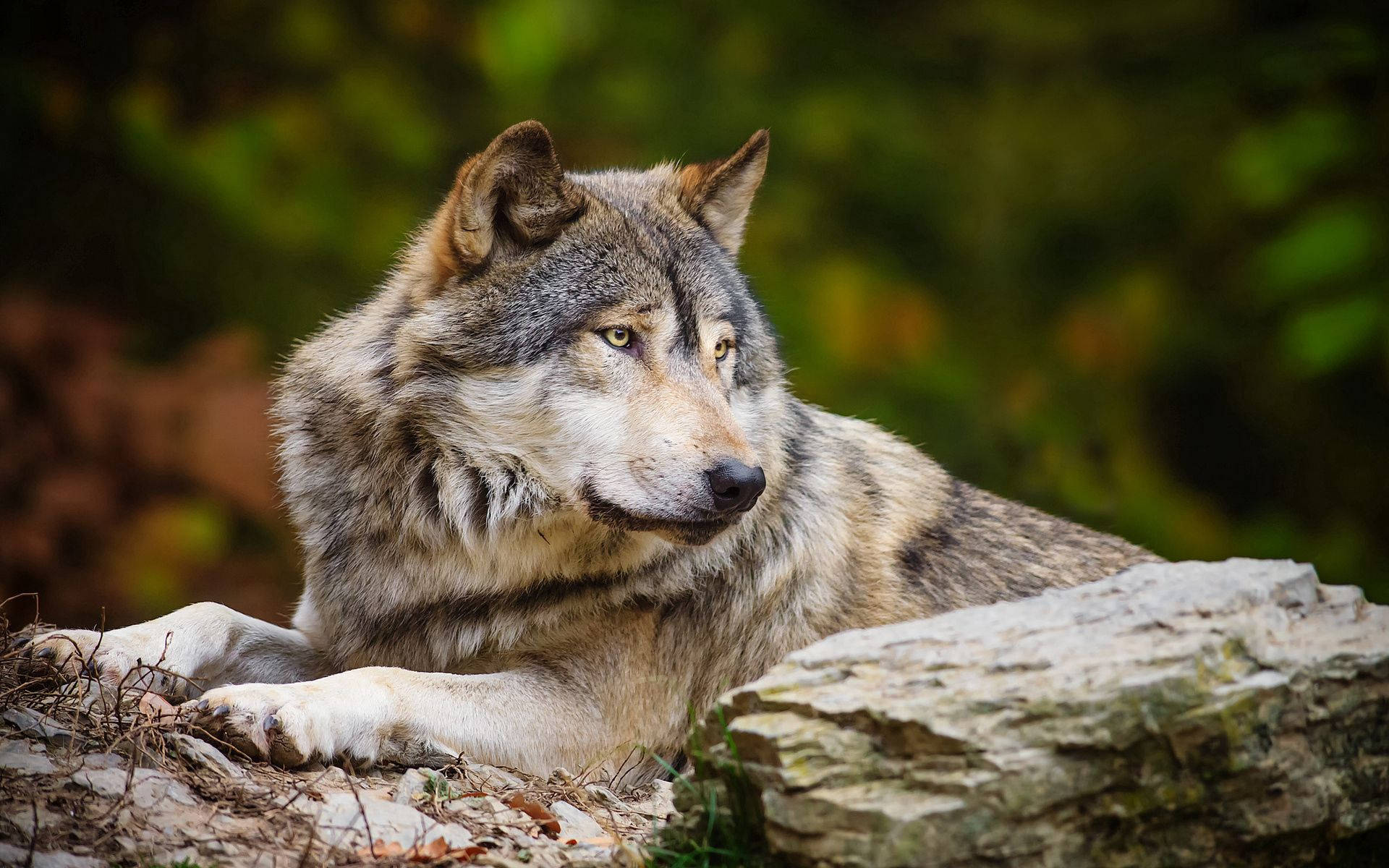 Fondo de pantalla de foto de animal lobo blanco y gris