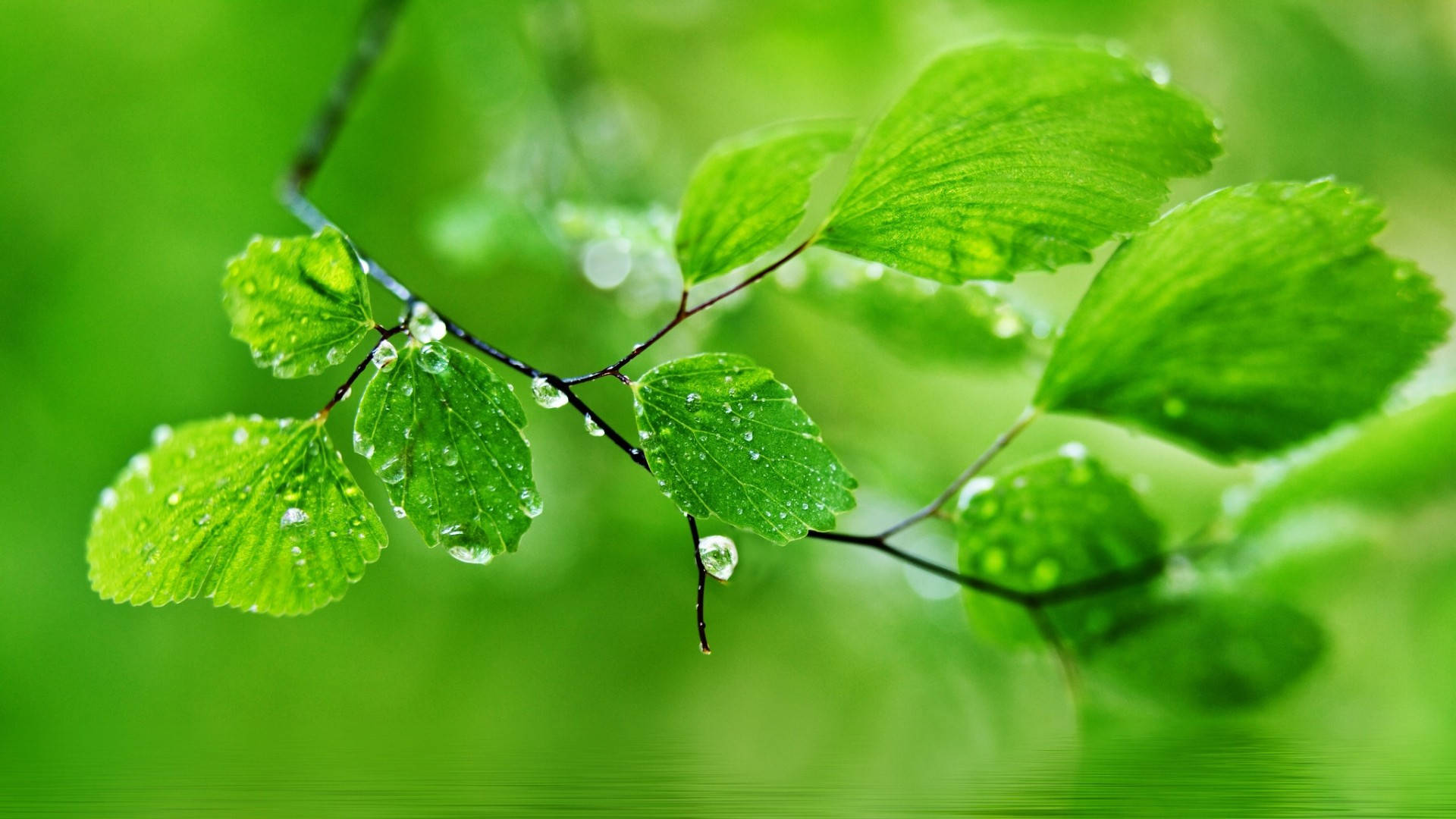 1920x1080 Full HD Naturaleza Hojas Verdes Mojadas Fondos de pantalla