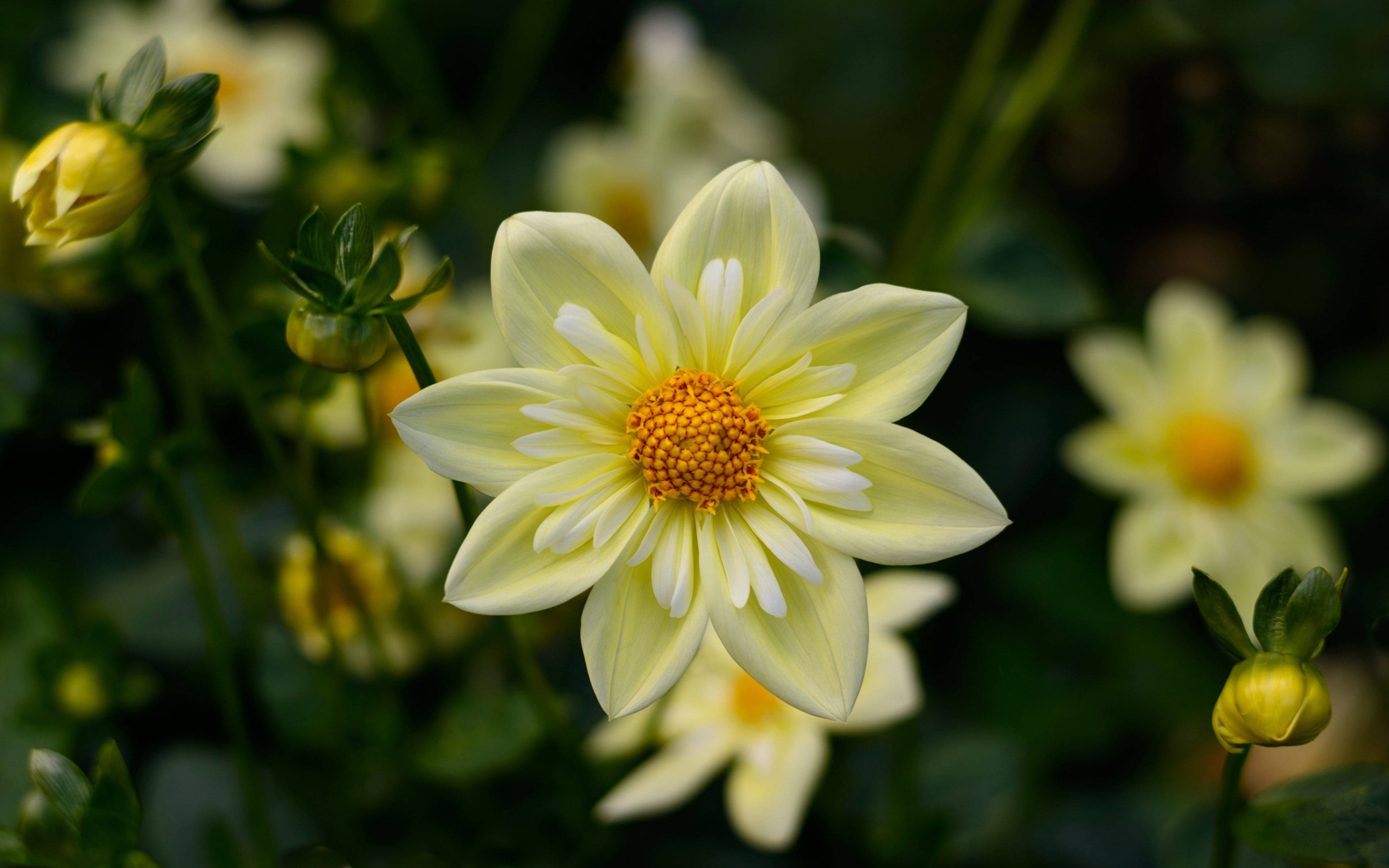 1920x1080 HD Flor Dalia Fondos de pantalla