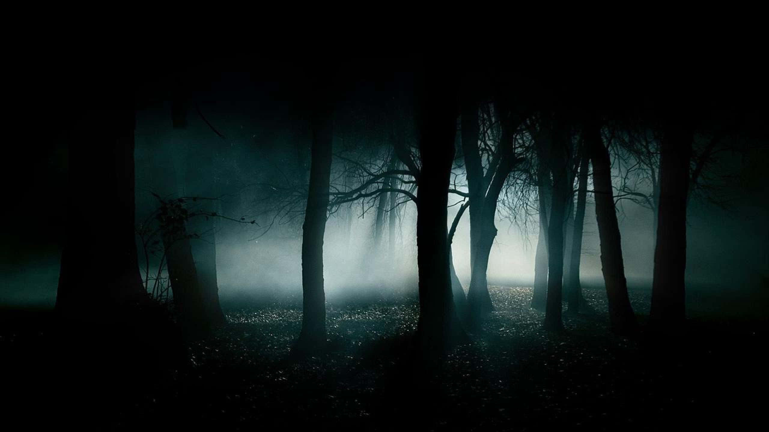 2560x1440 Bosque Negro Tenebroso Fondos de pantalla