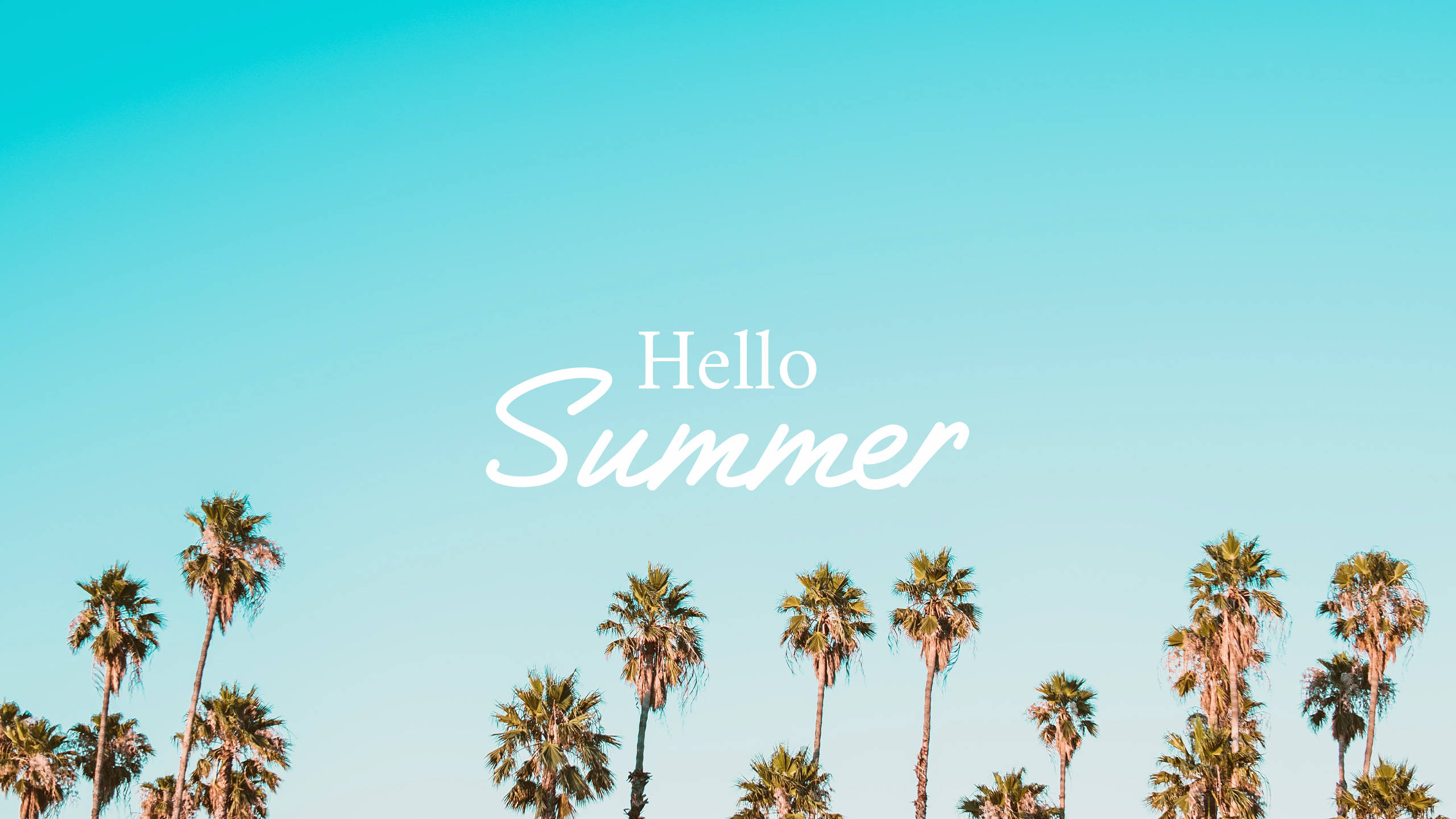 2560x1440 Palmeras de Verano Fondos de pantalla