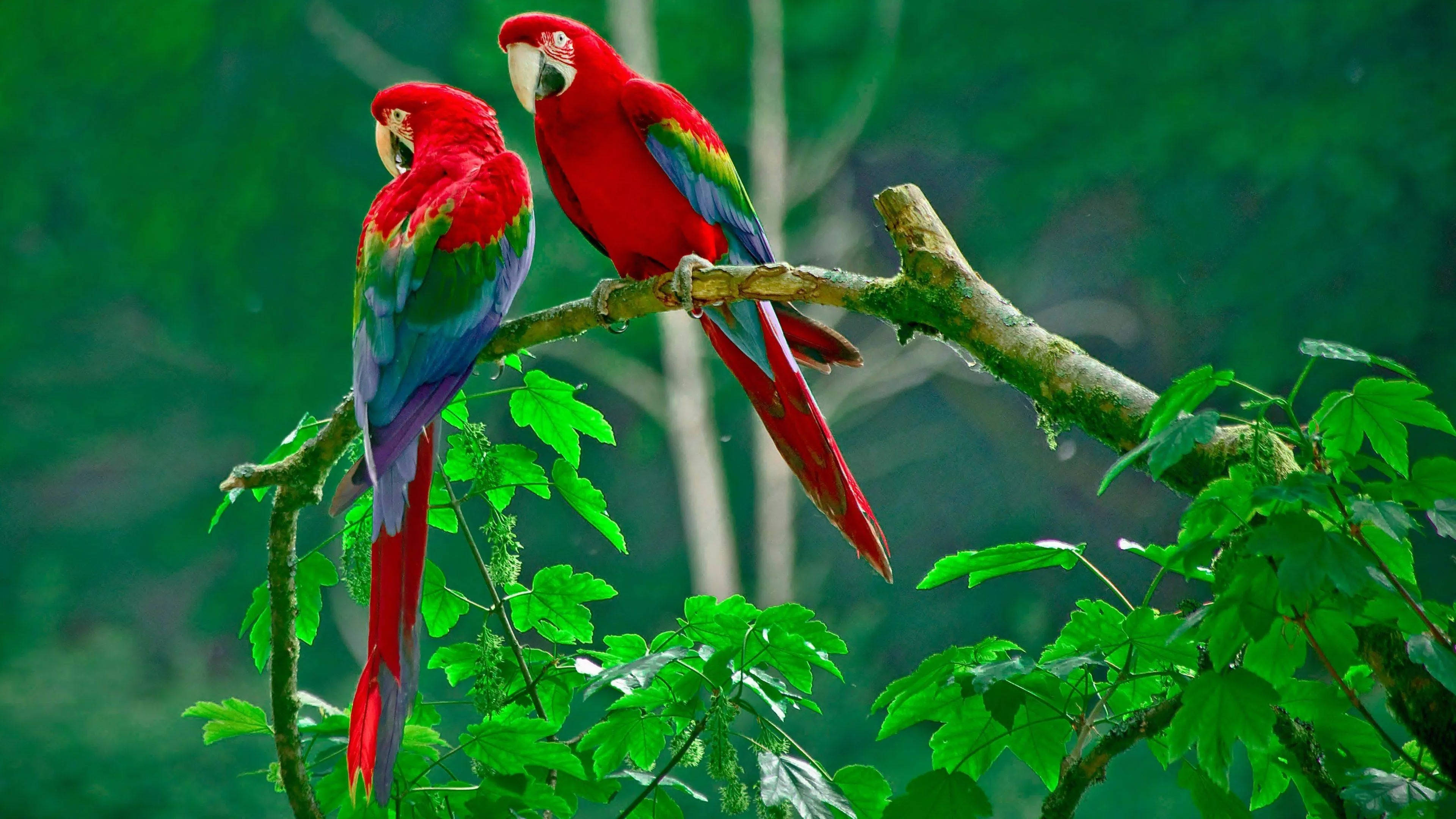 32K Ultra HD Naturaleza Loros en Rama Fondos de pantalla
