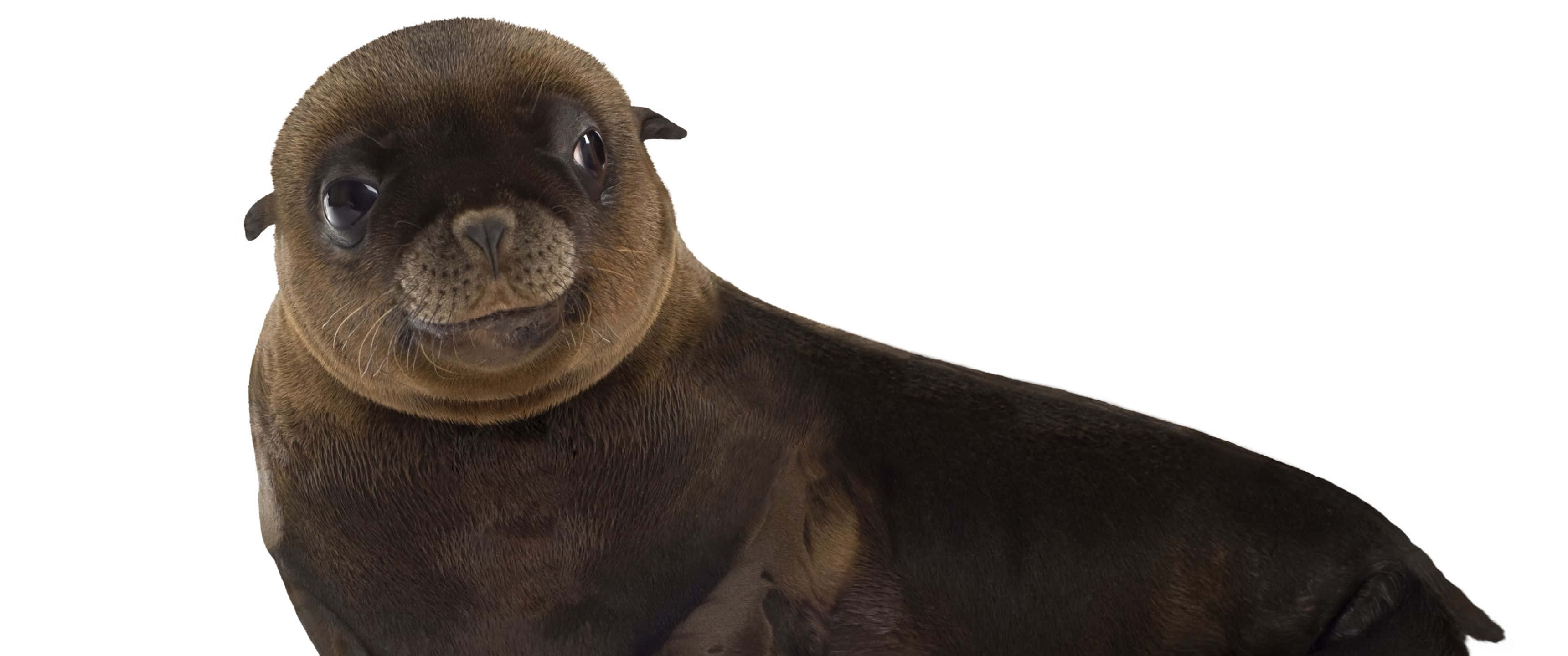 3440x1440 Cría de León Marino Bebé Fondos de pantalla