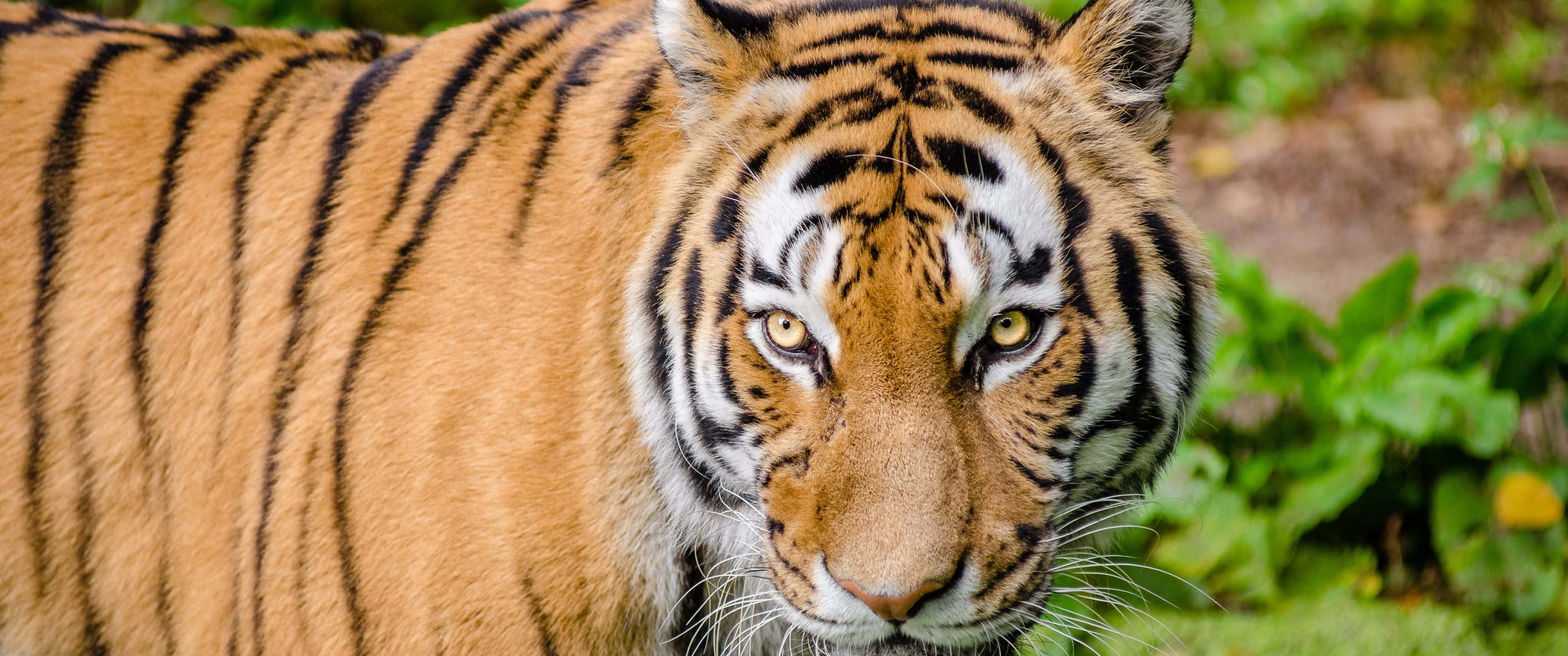 3440x1440 Tigre de Bengala Rayado Fondos de pantalla
