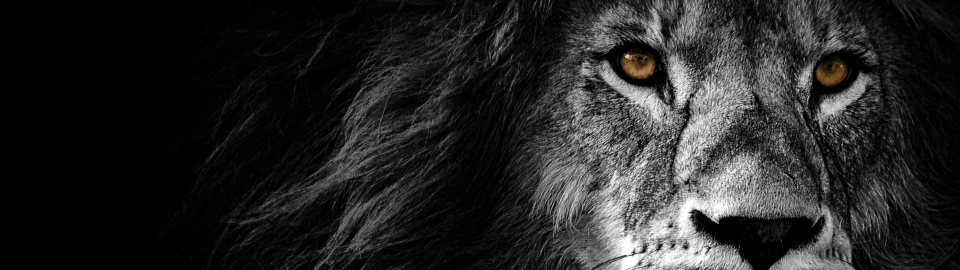 3840x1080 4K León Ojos Dorados Fondos de pantalla