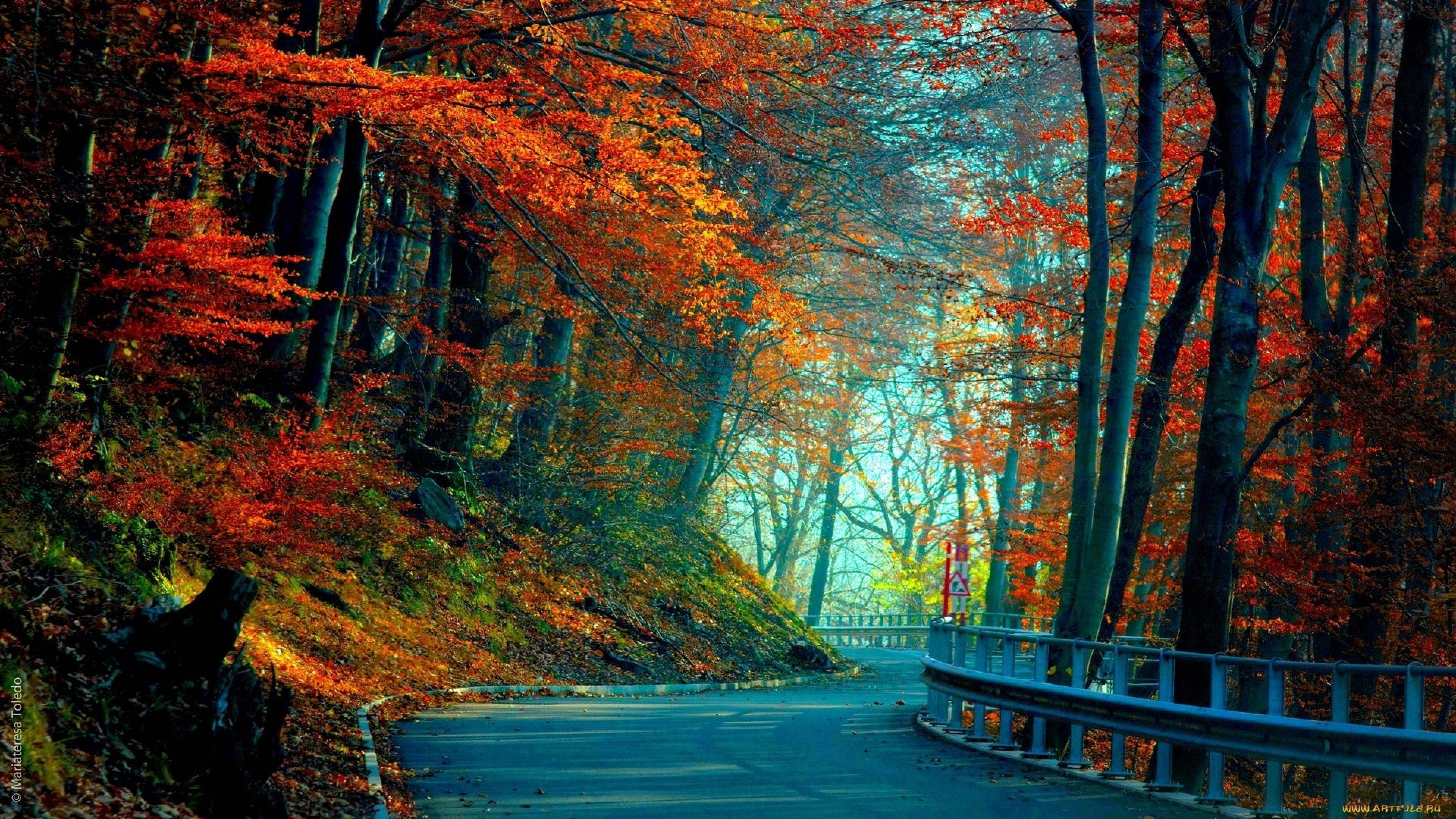 3840x2160 Monitor Carretera del Bosque Fondos de pantalla