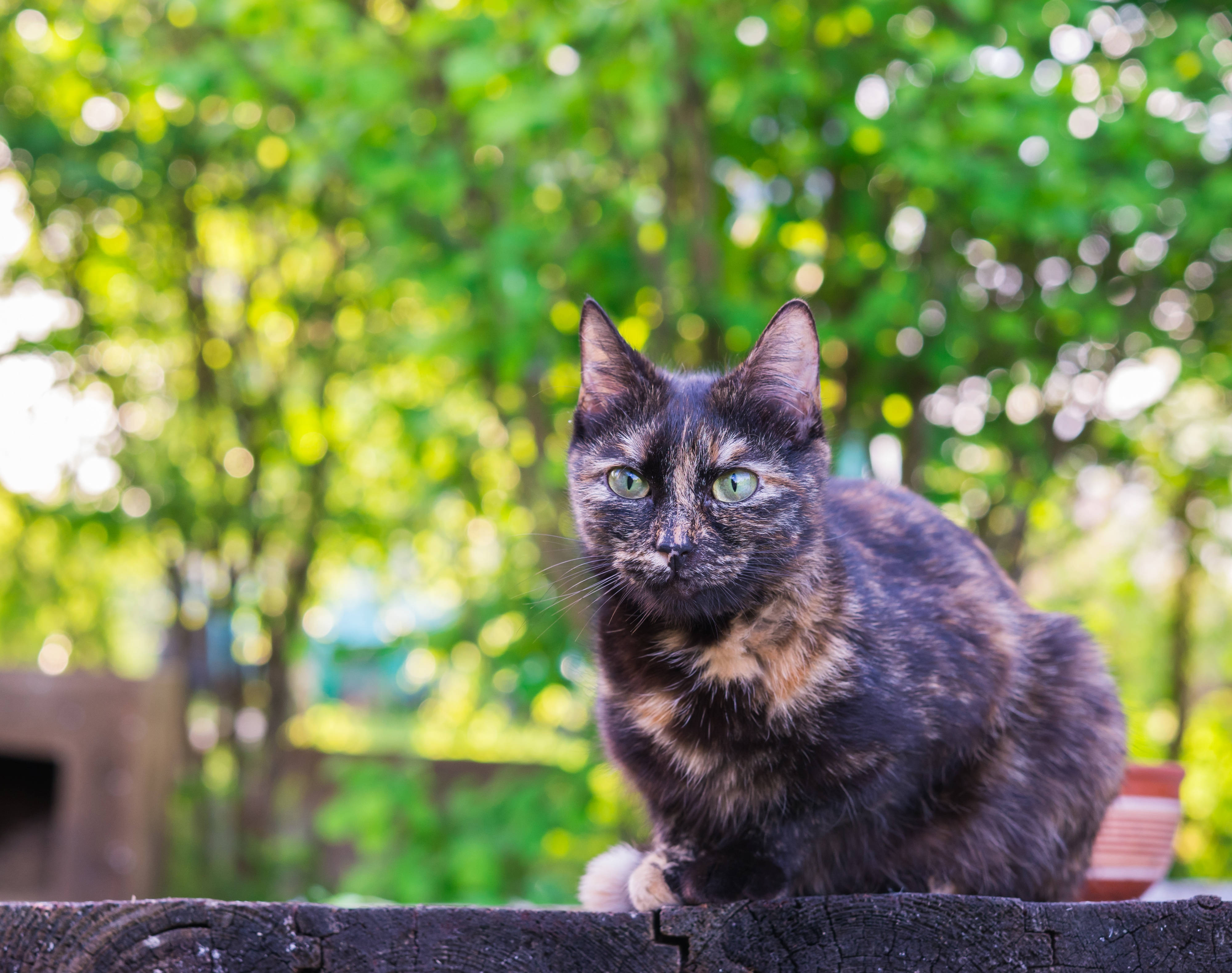 4K Árboles Verdes y Gato Negro Fondos de pantalla