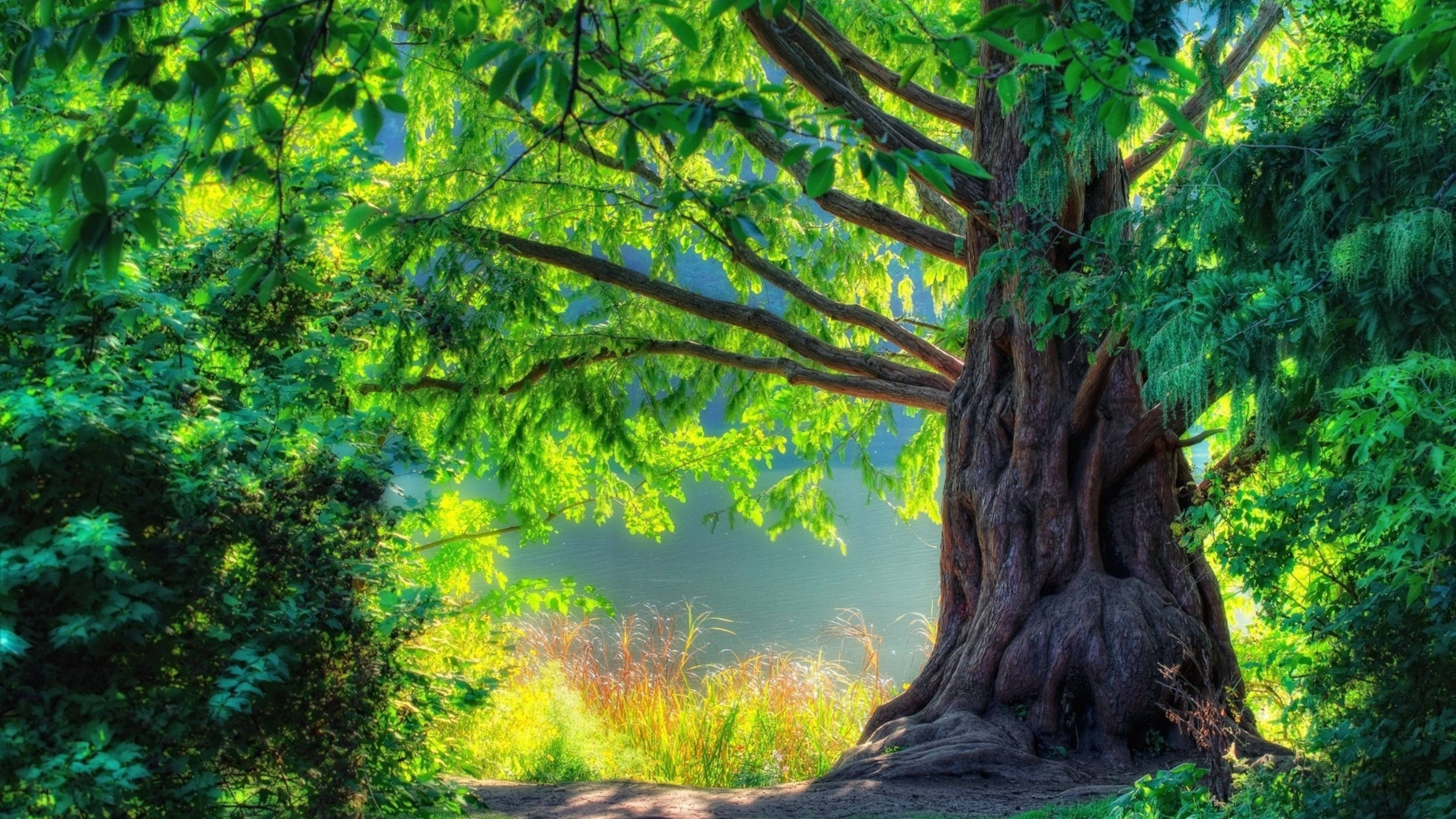 4K Naturaleza Árbol Grande Fondos de pantalla