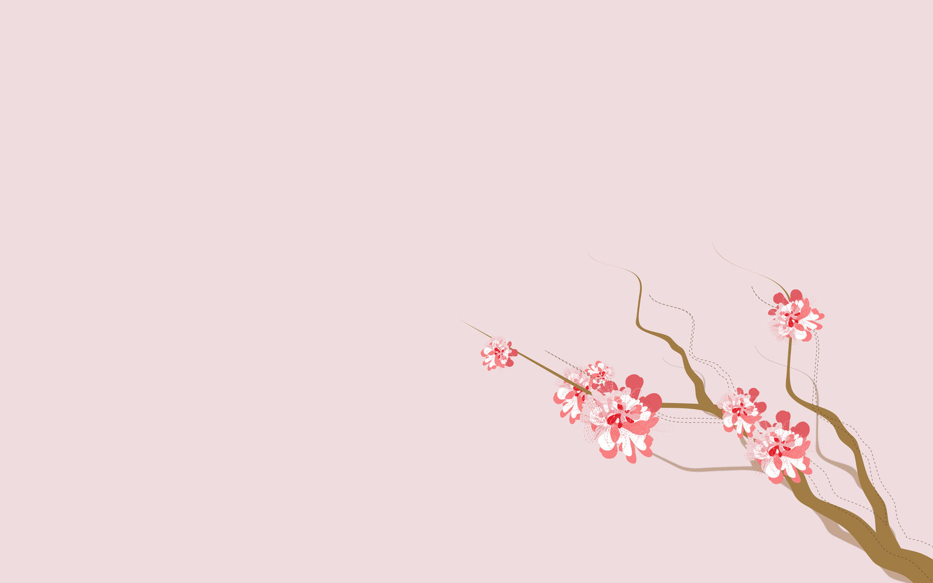 4k Naturaleza Flores Sakura