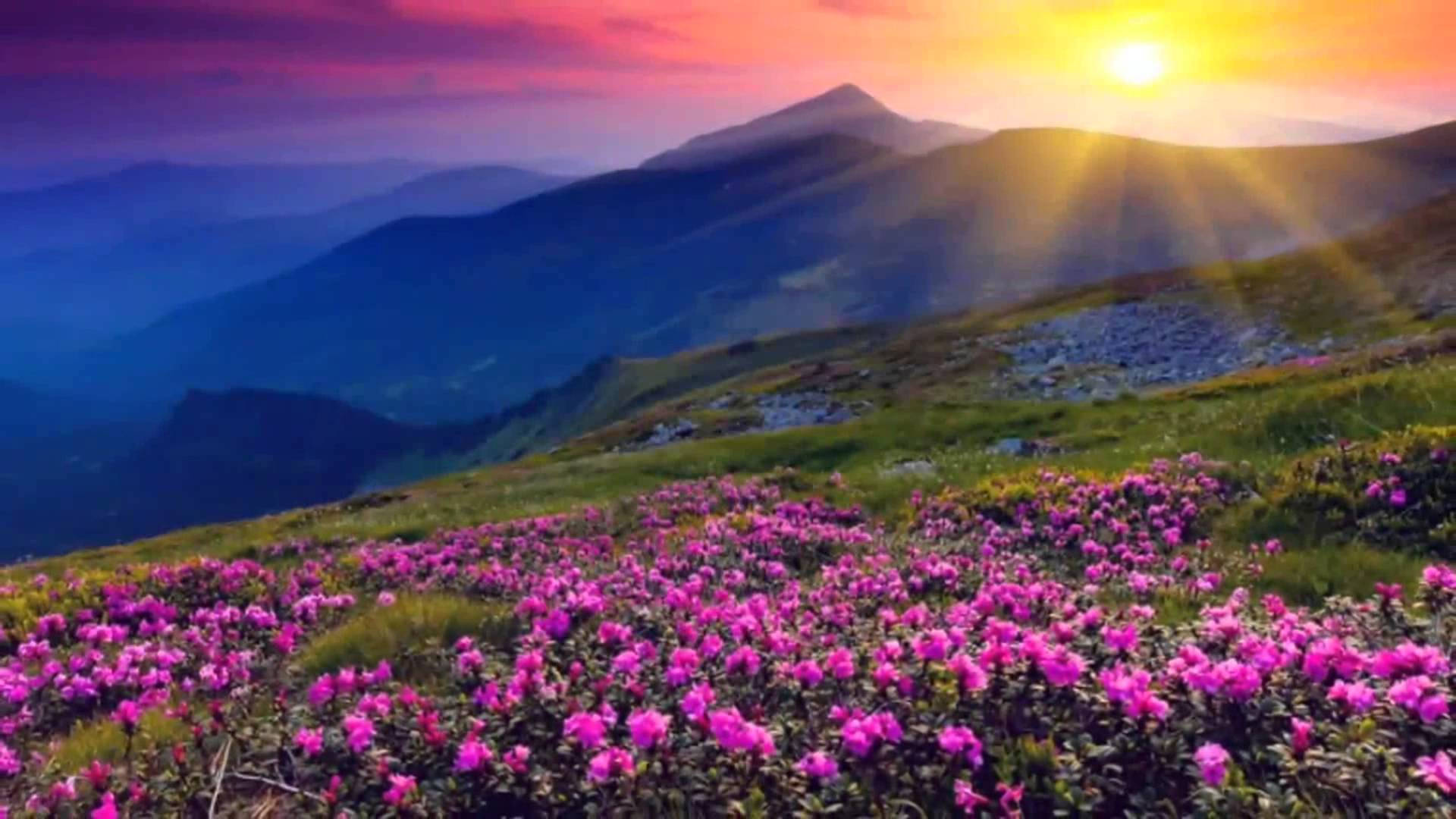 4k Naturaleza Flores y Amanecer