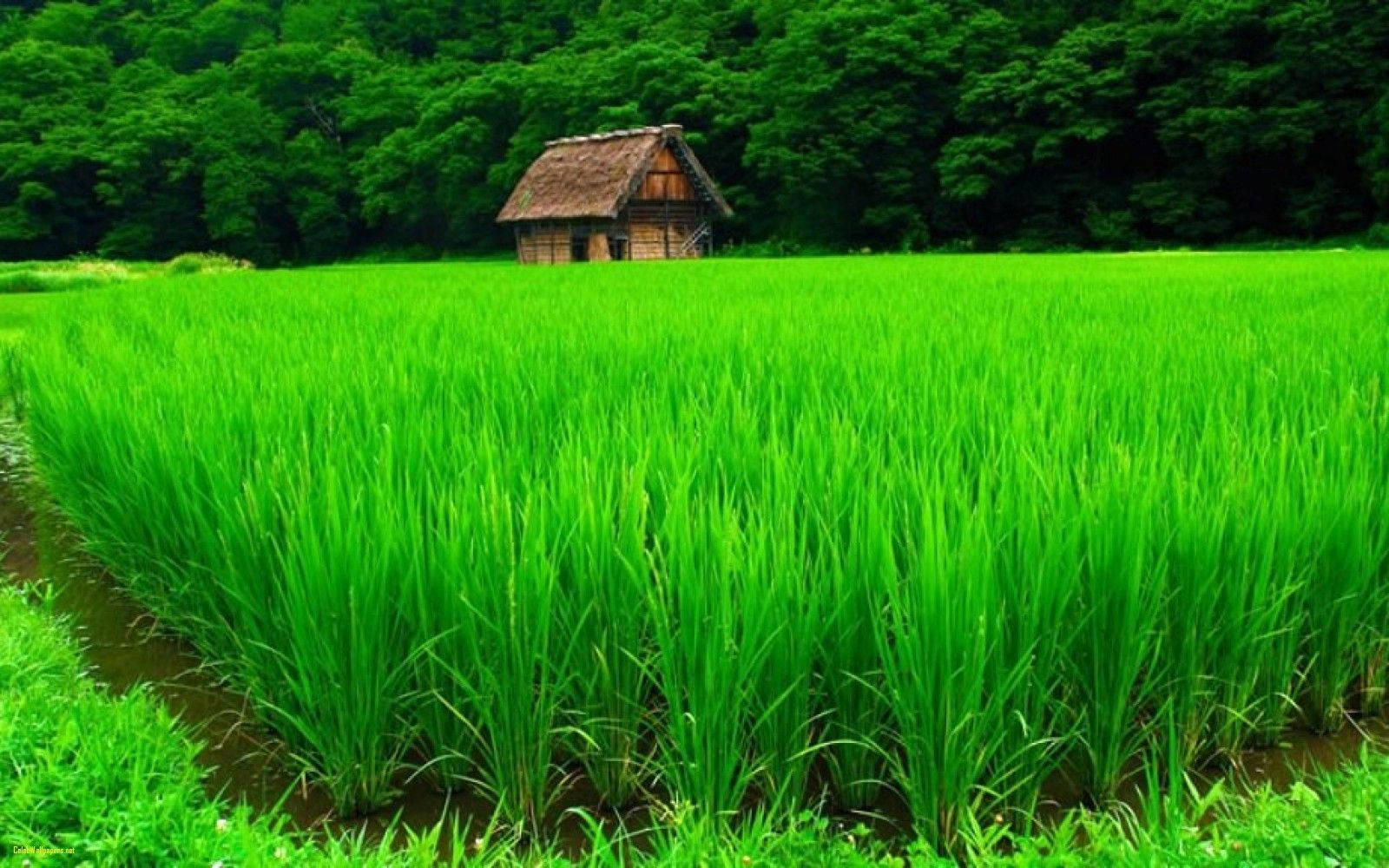 4K Naturaleza Granja Fondos de pantalla