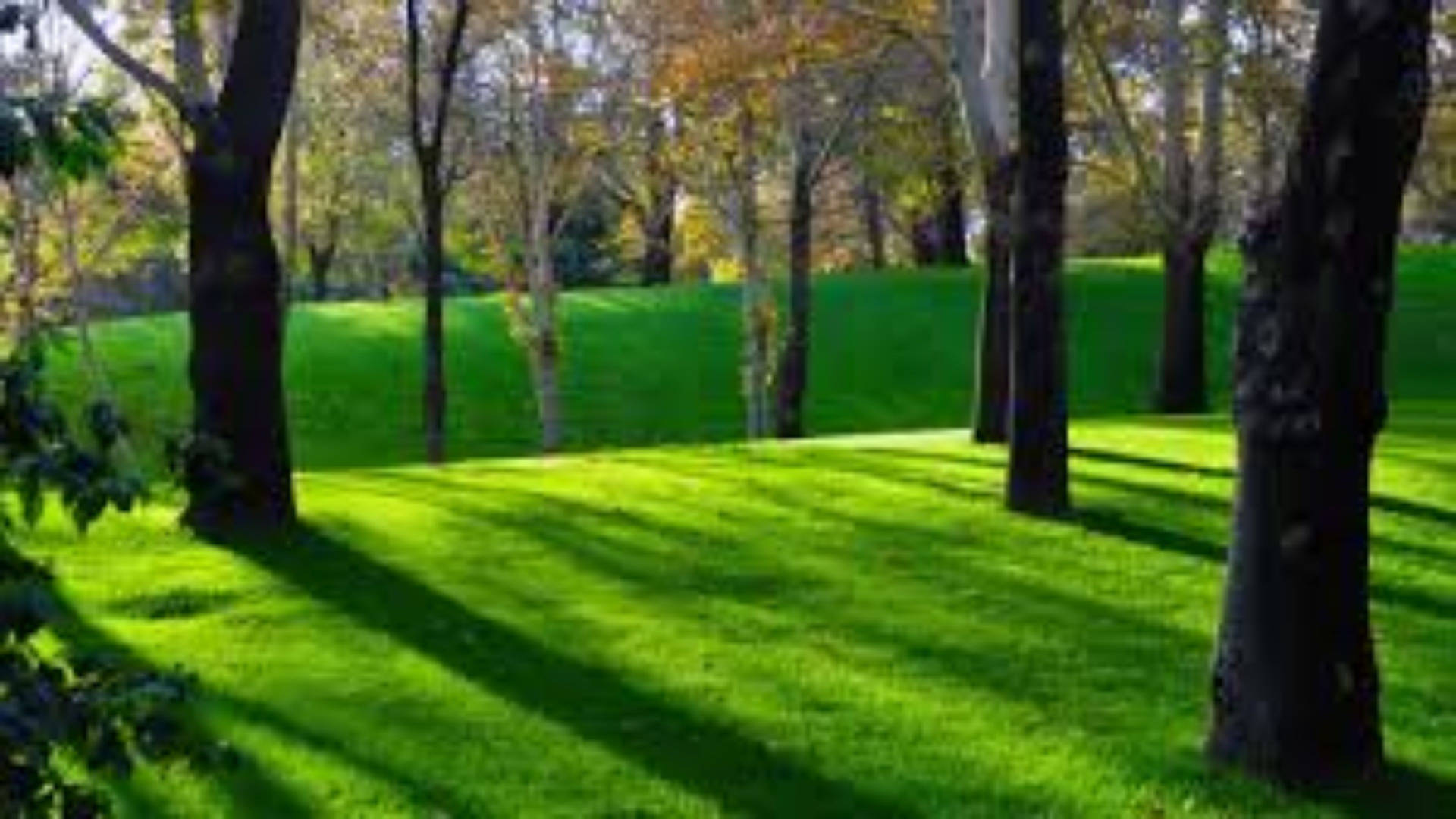 4k Naturaleza Pasto Verde