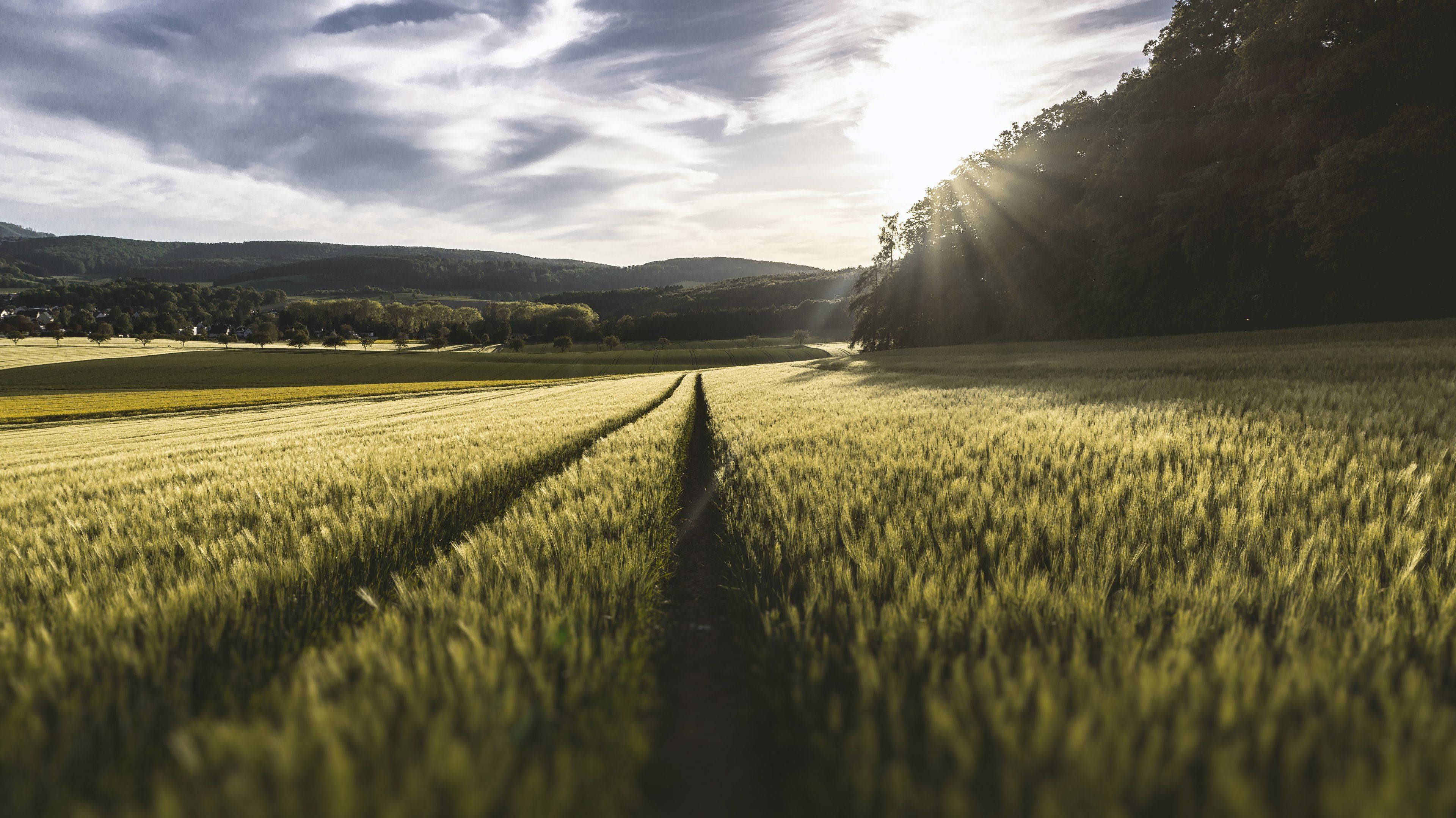 4K Naturaleza Prados y Luz Solar Fondos de pantalla