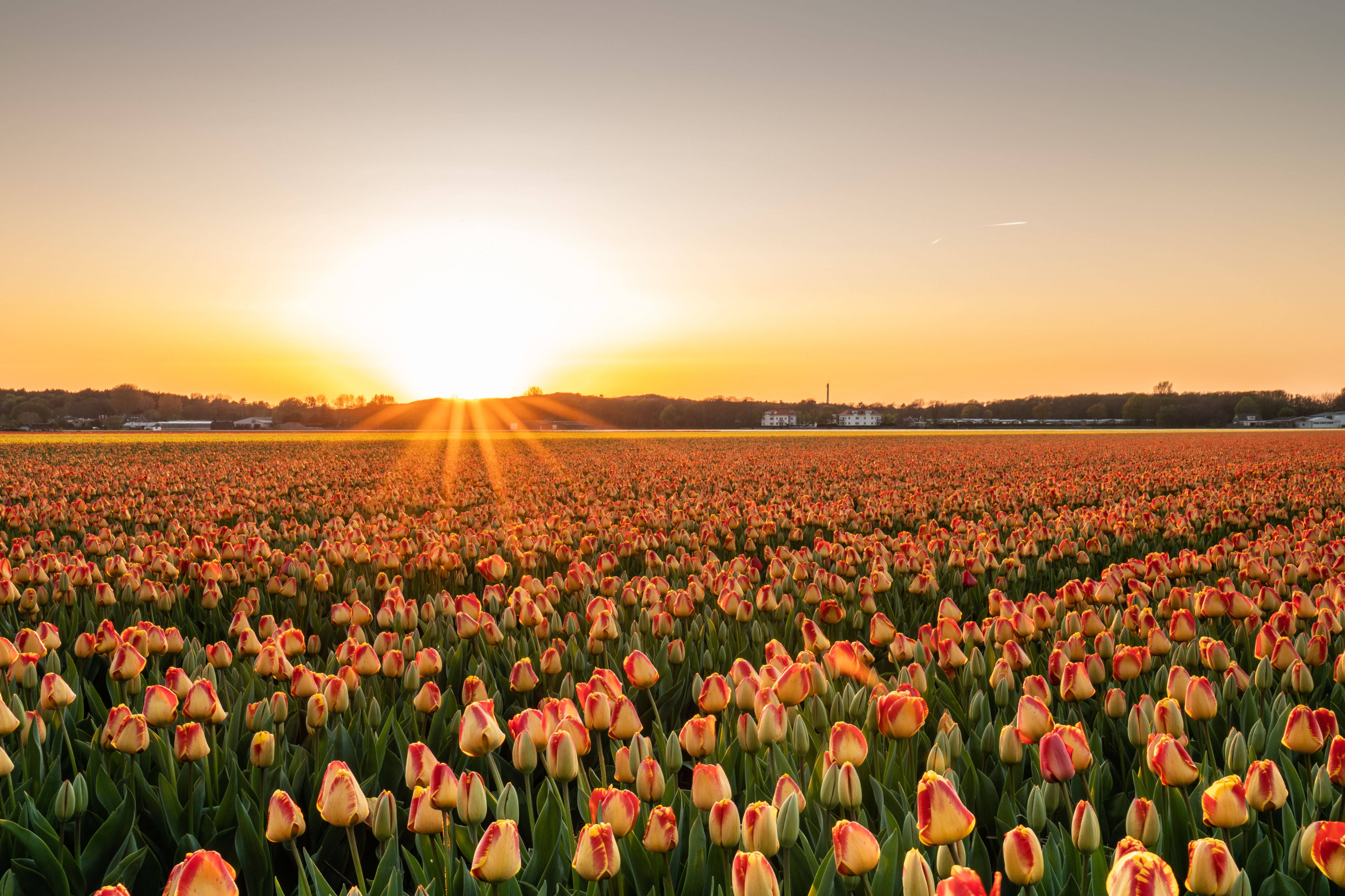 4K Paisaje Jardín de Tulipanes al Atardecer Fondos de pantalla