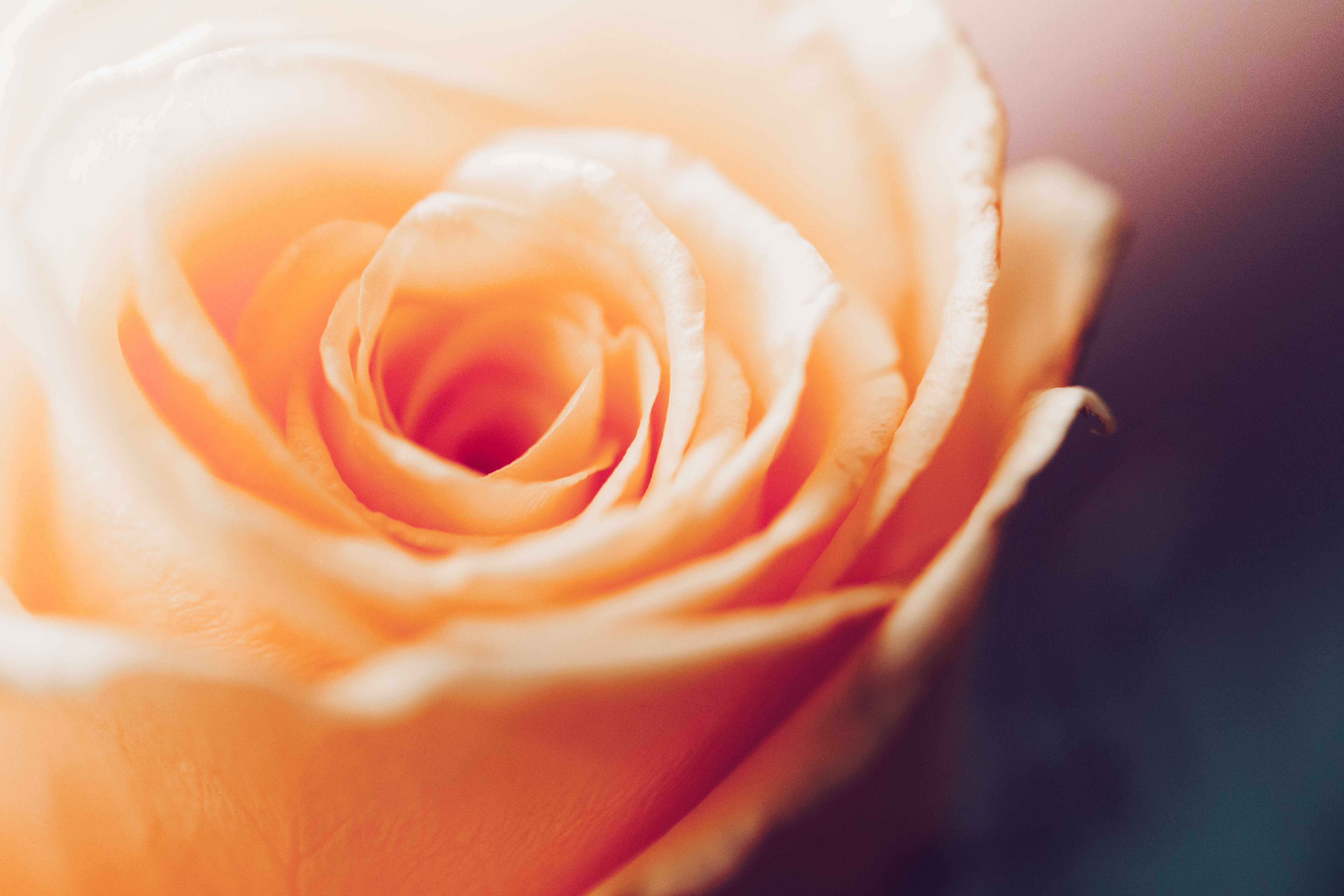 8K Ultra HD Rosa Naranja Vintage Fondos de pantalla