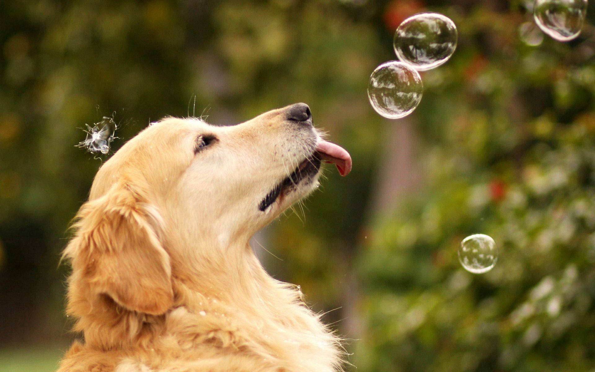 ¡A este Golden Retriever le encanta jugar con burbujas! Fondos de pantalla