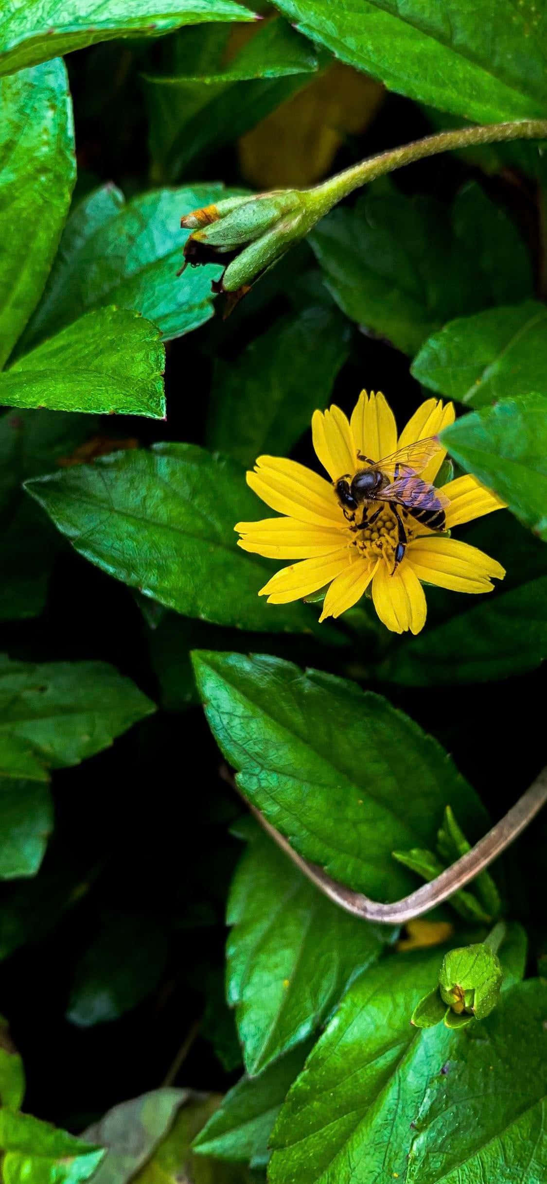Abeja de miel dorada sobre una flor bañada por el sol para fondo de pantalla de iPhone Fondos de pantalla