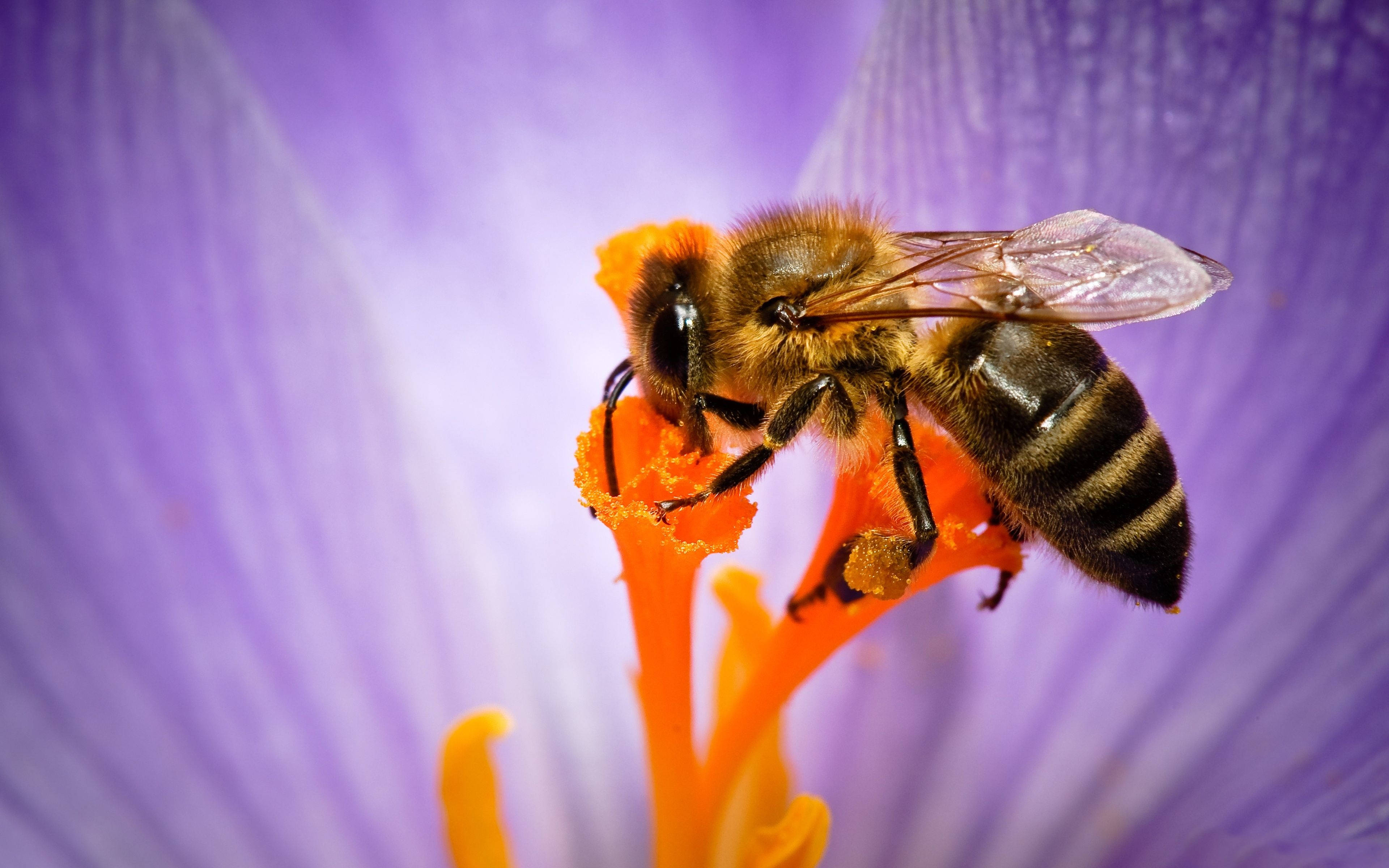 Abeja dentro de una gran flor morada Fondos de pantalla
