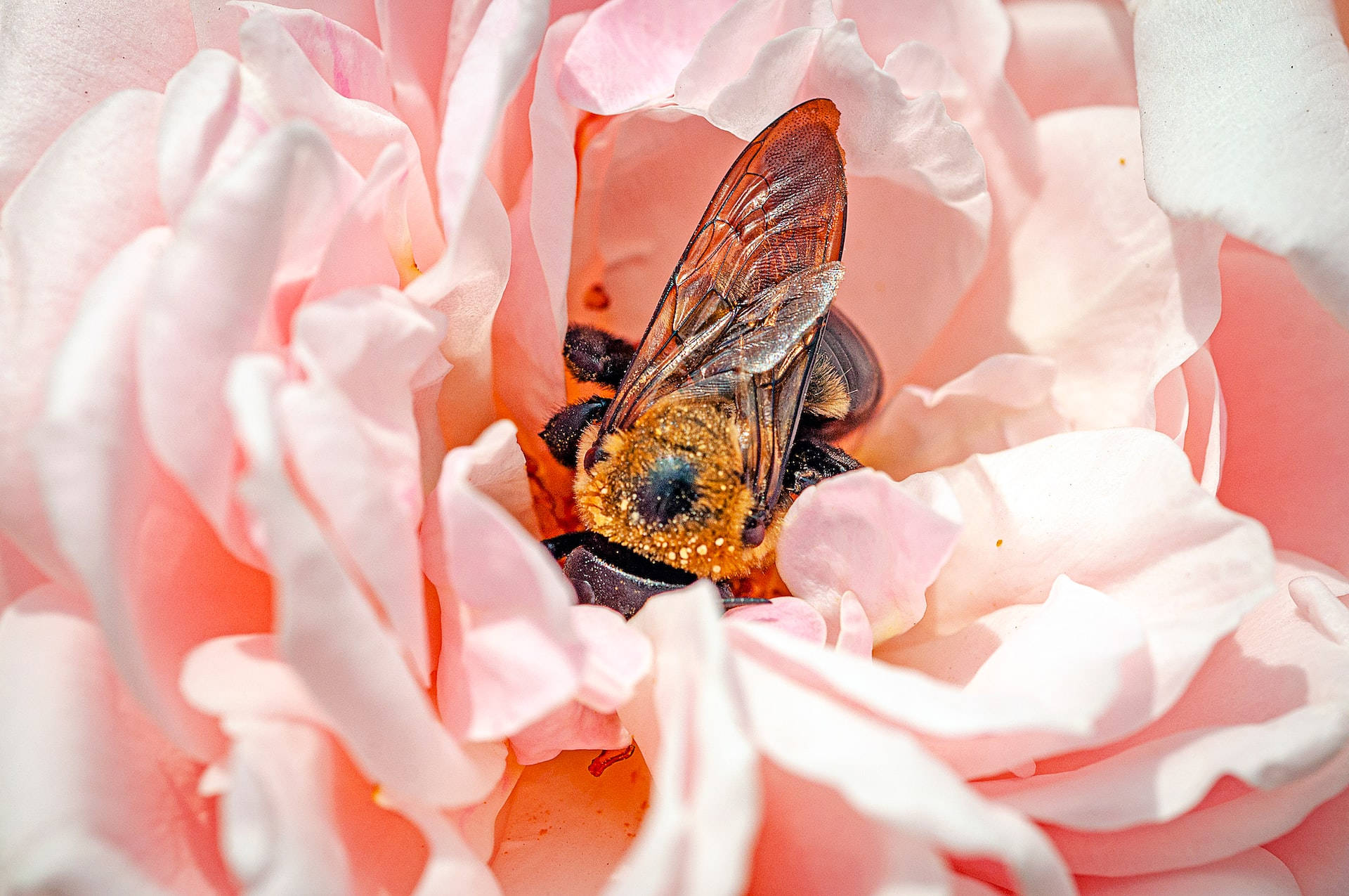 Abejorro Estético Rosa Dorado Fondos de pantalla
