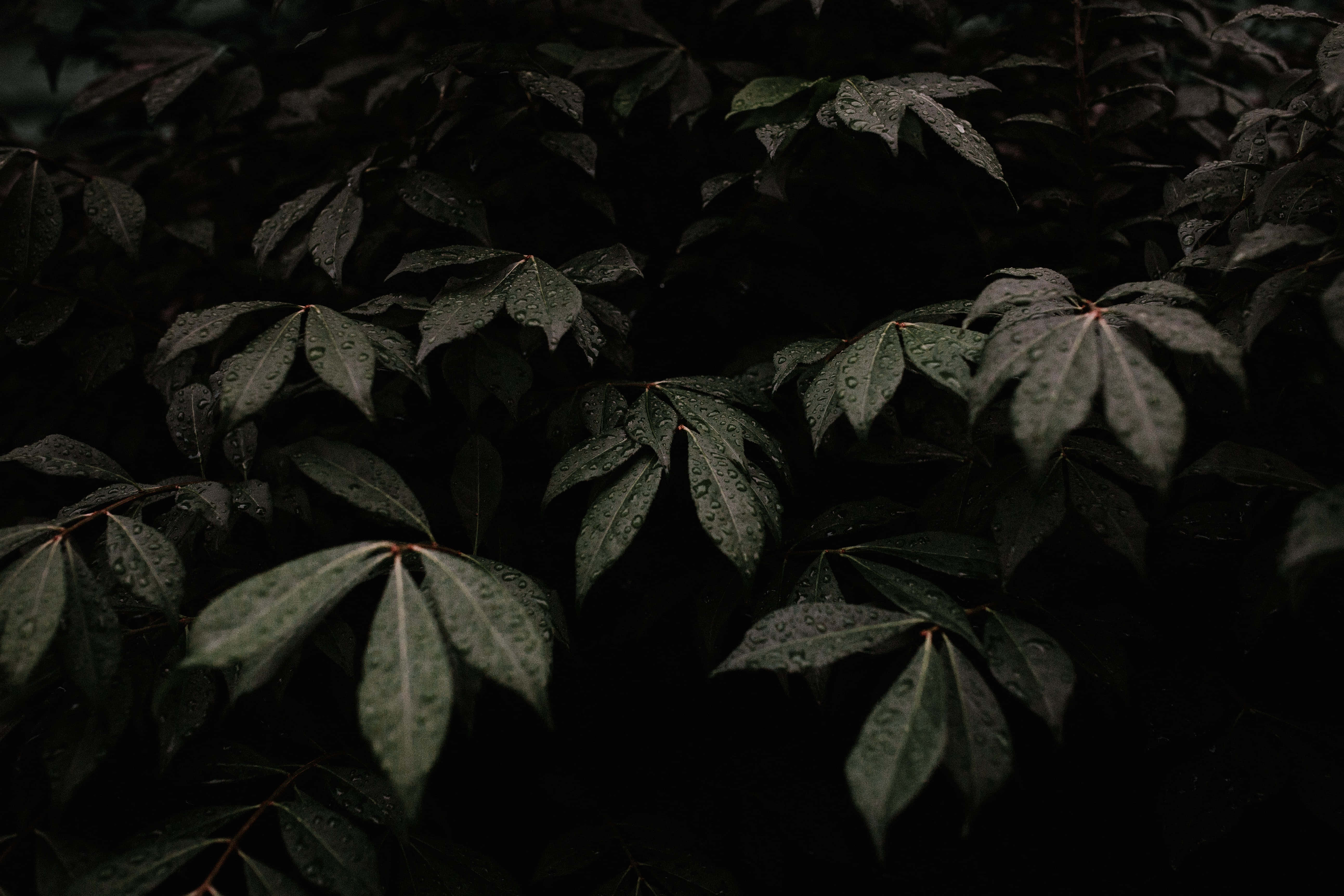 Abraza el Verde Oscuro y Disfruta la Naturaleza Fondos de pantalla