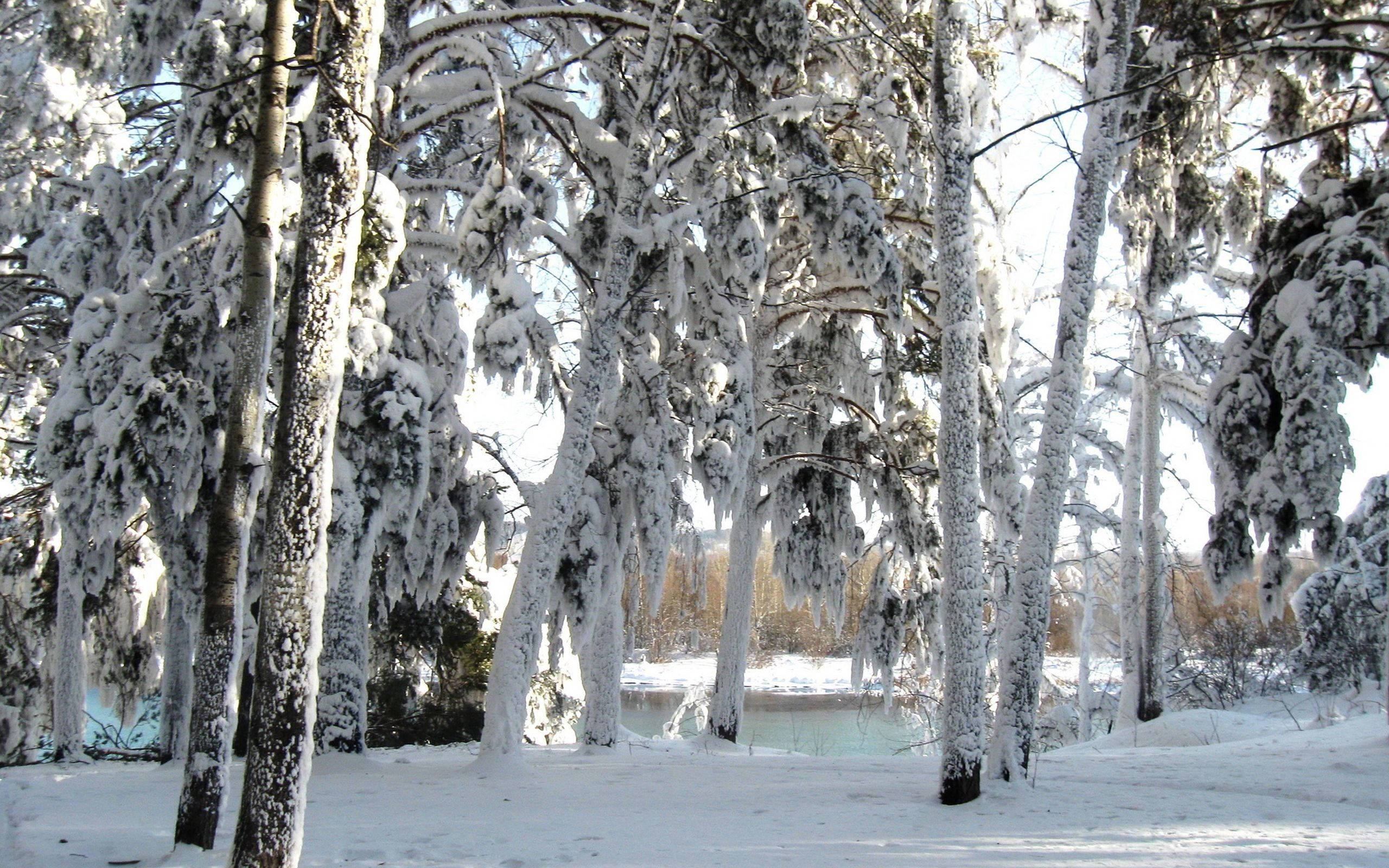 Abraza la belleza del invierno Fondos de pantalla