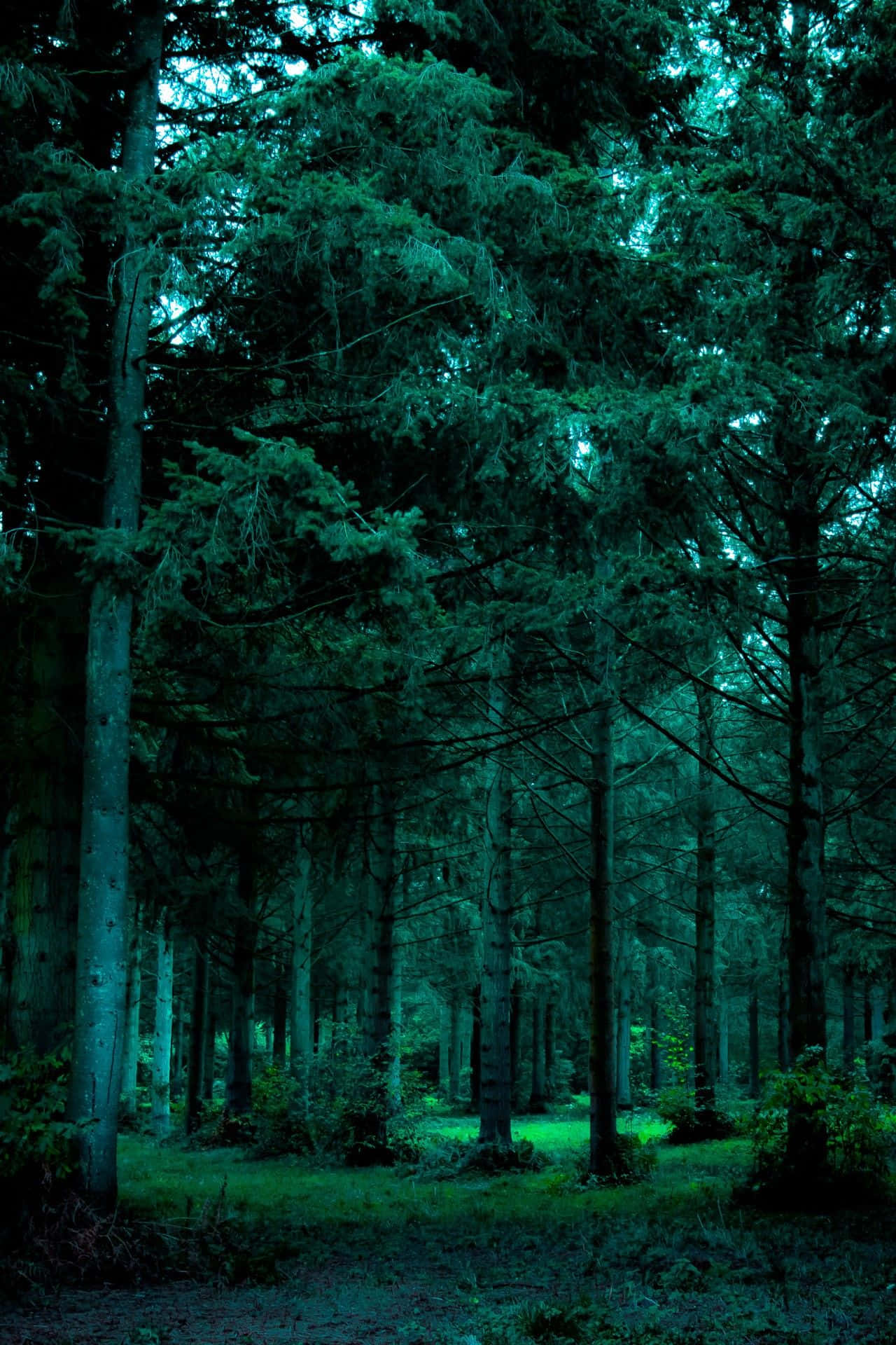 Abraza la belleza de la naturaleza en una imagen estética verde Fondos de pantalla