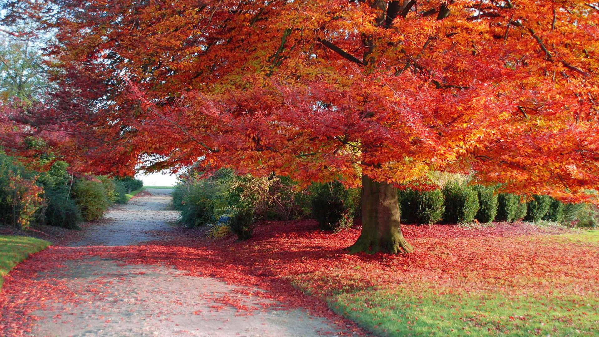 Abraza la Belleza del Otoño - Estética Otoñal Encantadora Fondos de pantalla