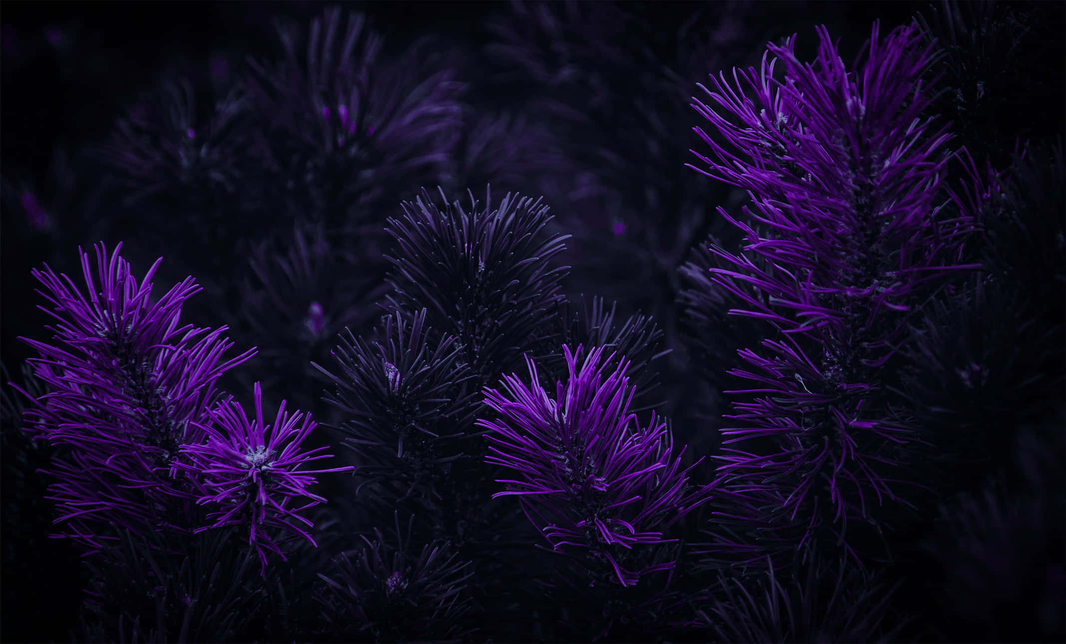 Abraza la belleza del púrpura oscuro Fondos de pantalla