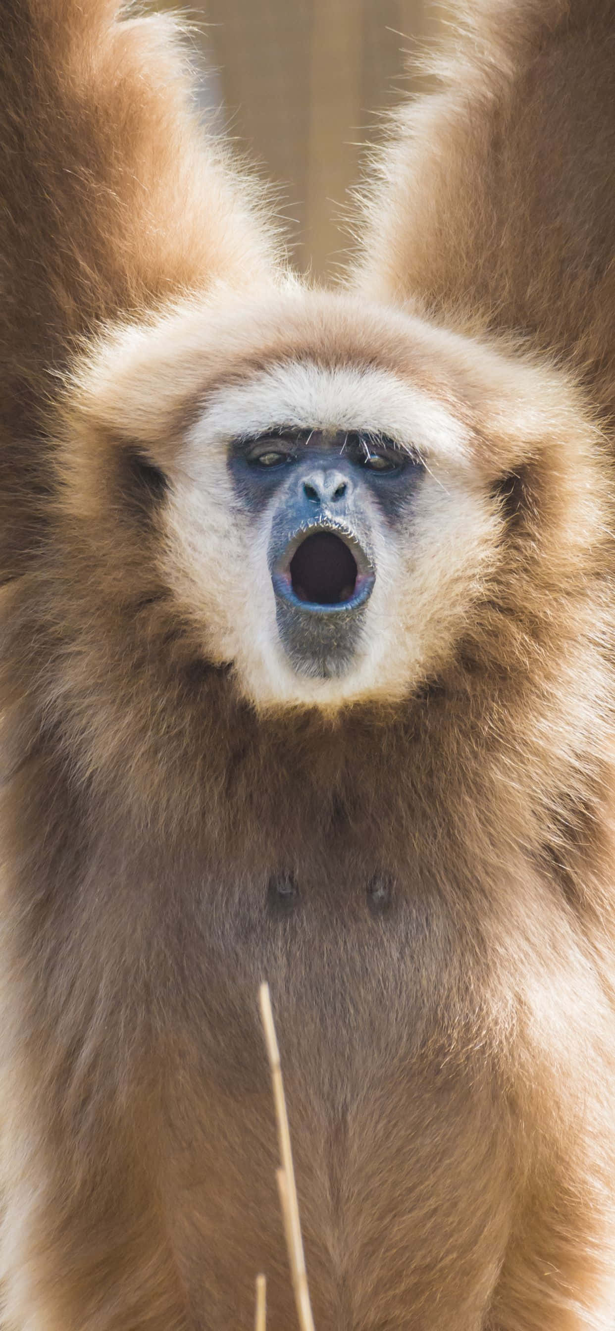 Abraza la nueva era de la tecnología con el iPhone Xs Max Gibbon Fondos de pantalla