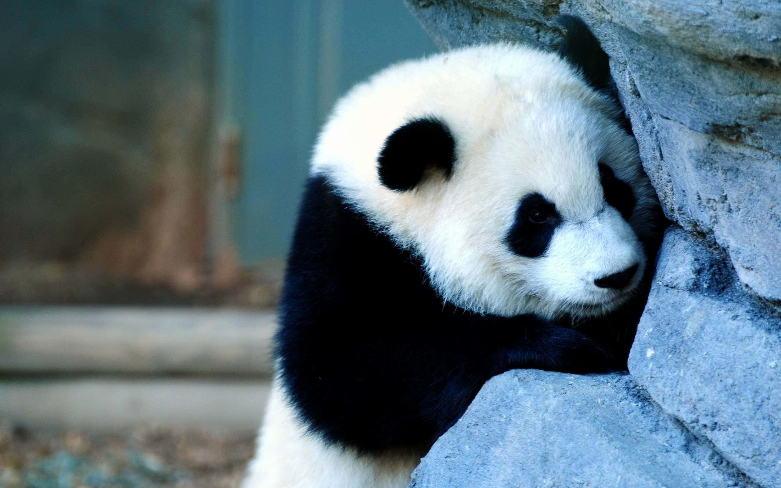 Abraza la tranquilidad de la naturaleza con un toque de diversión Fondos de pantalla