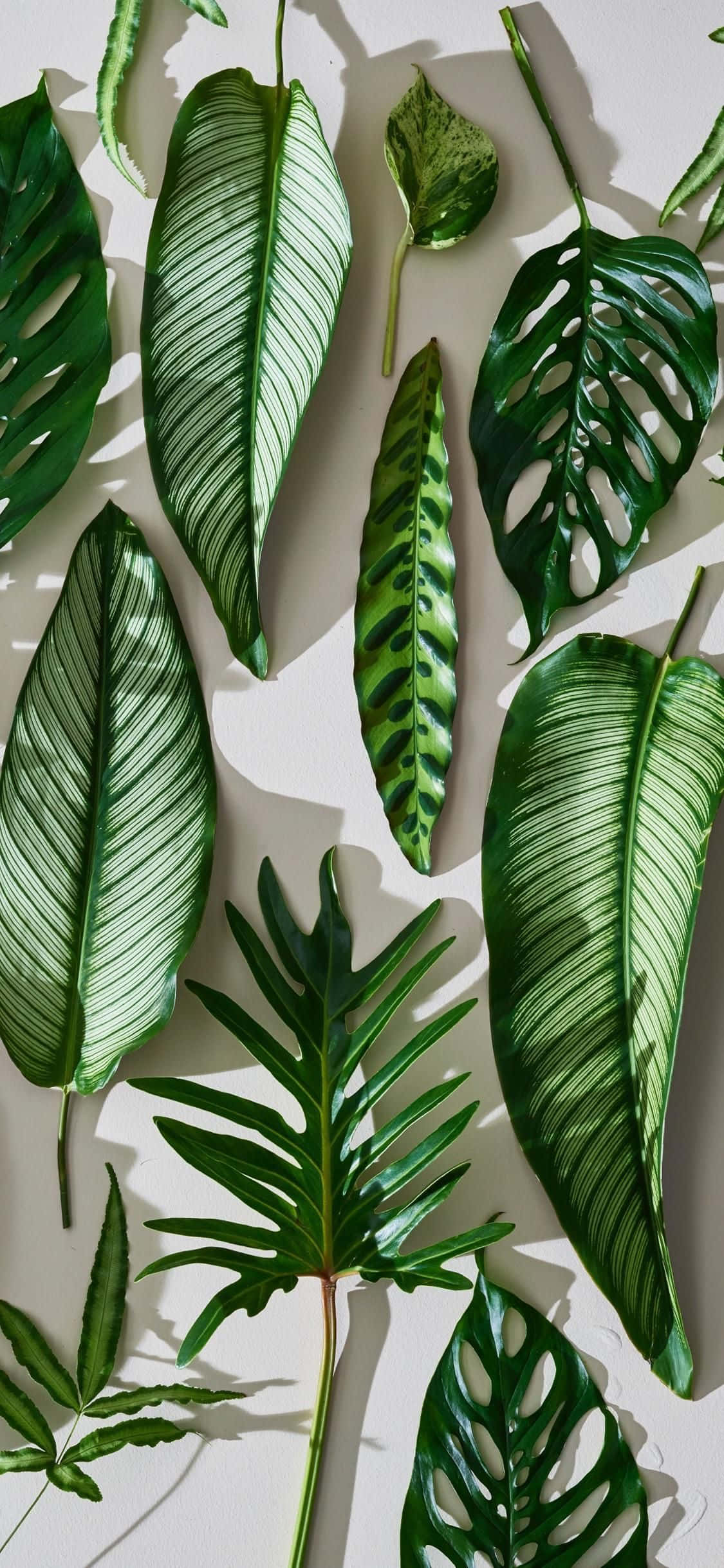 Abrazando el Arte de la Naturaleza Fondos de pantalla