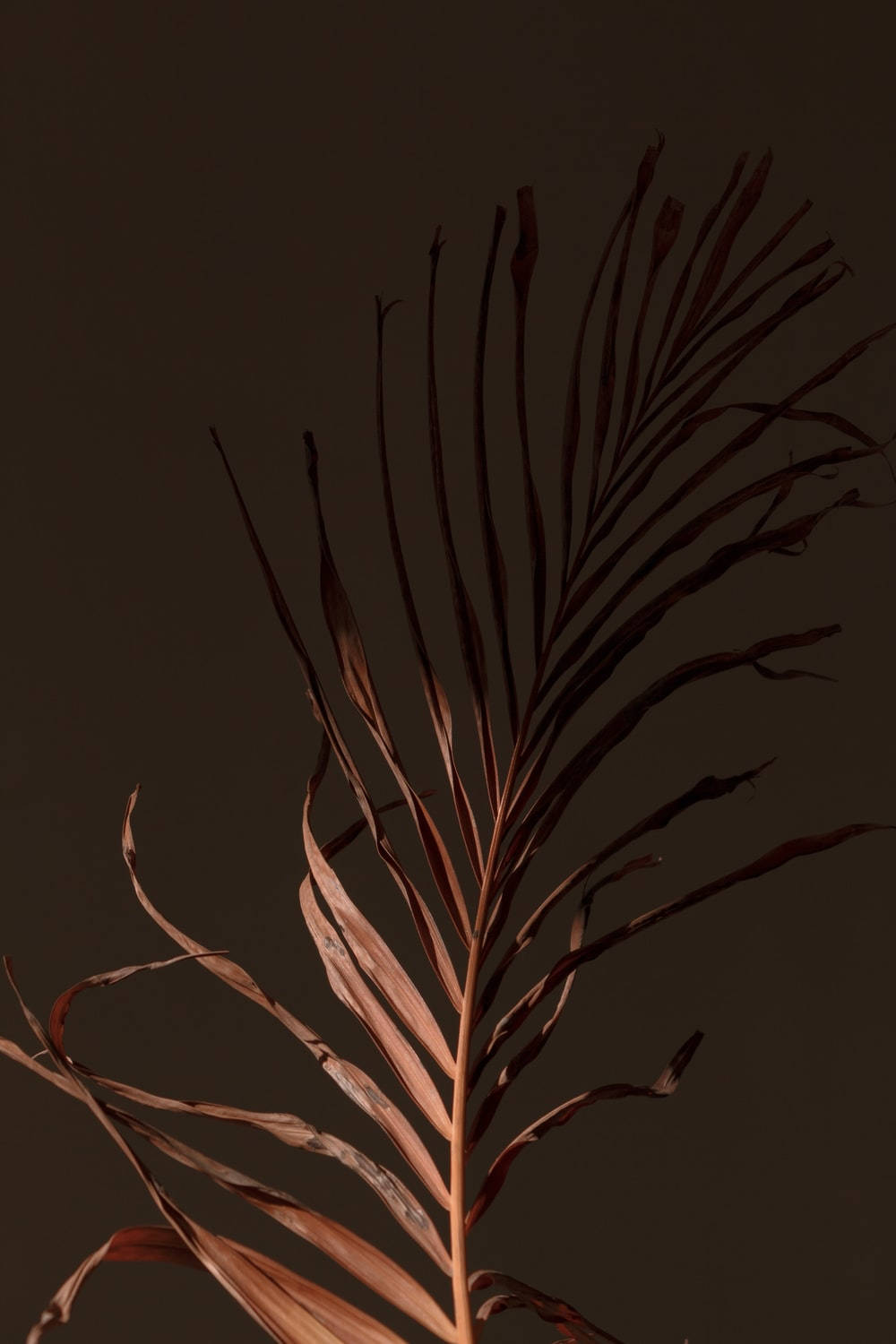 Abrazando la Serenidad de la Naturaleza - Hoja de Palma Estética en Marrón Claro Fondos de pantalla