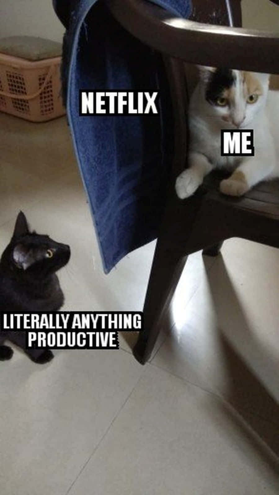 ¿Aburrido de los memes de gatos? Fondos de pantalla