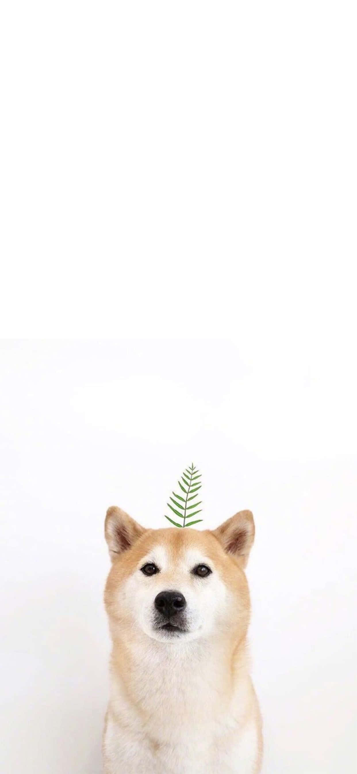 Acércate a la naturaleza con este adorable fondo de Animal Lindo para iPhone Fondos de pantalla
