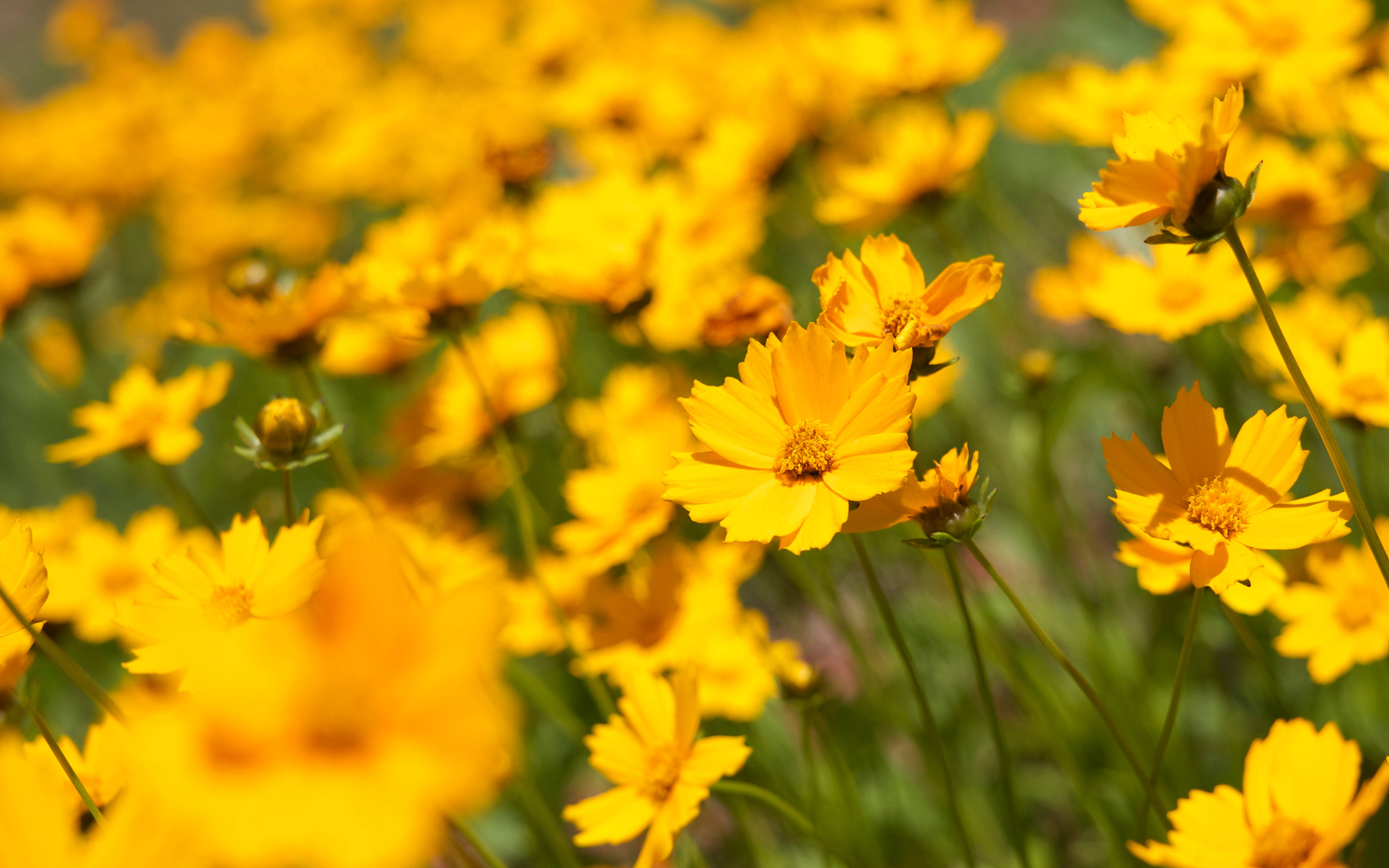 Acércate y explora la intrincada belleza de esta colorida flor Fondos de pantalla