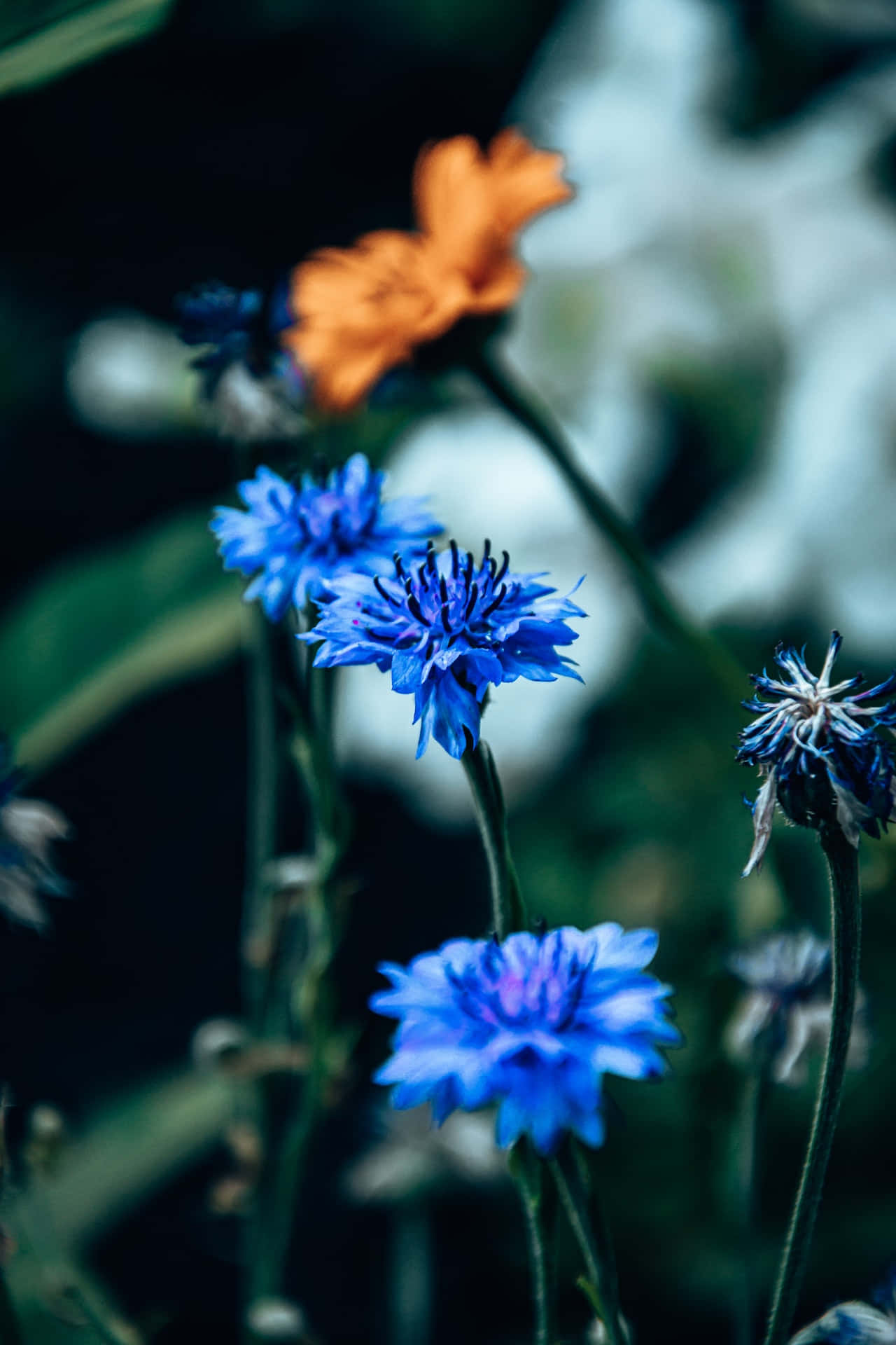 Acianos Azules Teléfono Fondos de pantalla