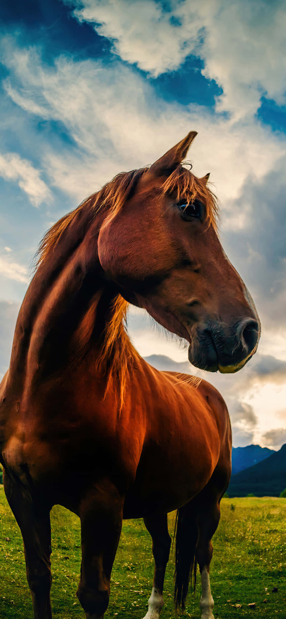 Admira la Belleza del Caballo Fondos de pantalla