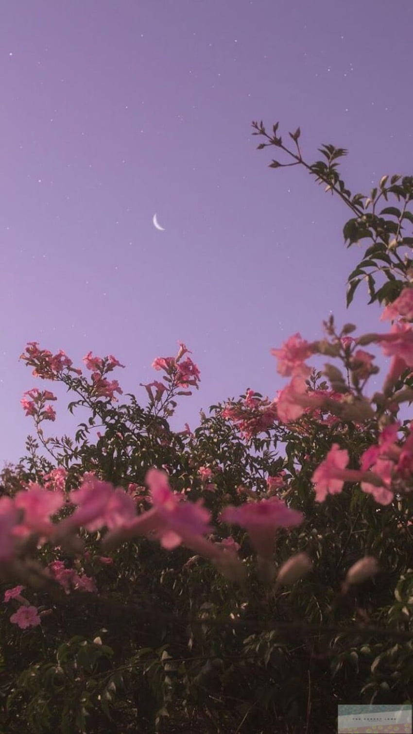 Admira la serena belleza de la flor rosa contra el cielo, un fondo que brinda una estética increíble para tu iPhone X. Fondos de pantalla