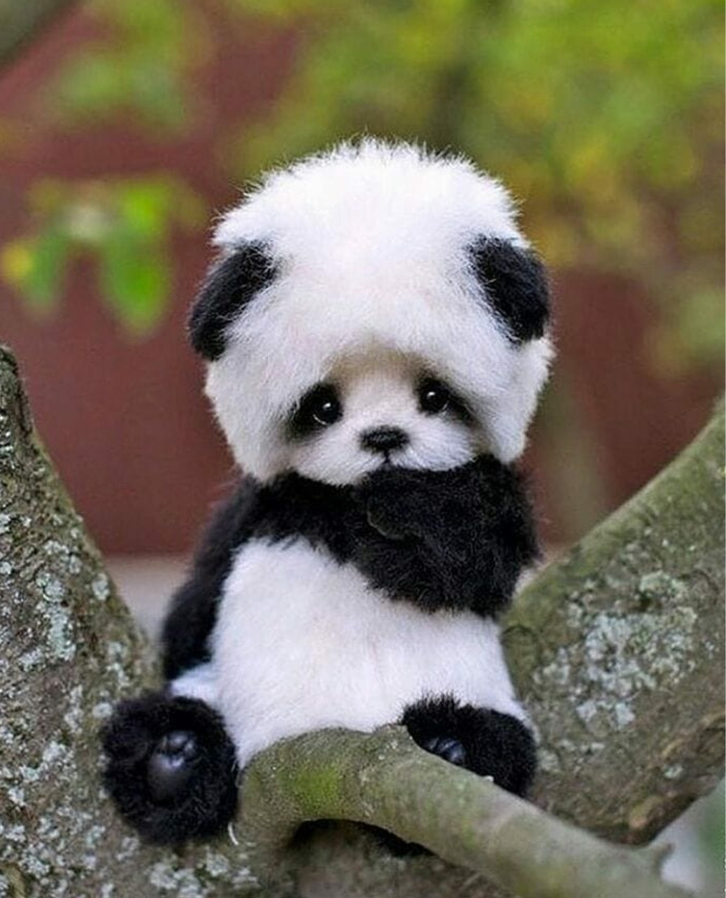 Adorable Bebé Panda Disfruta Jugando con un Globo Fondos de pantalla
