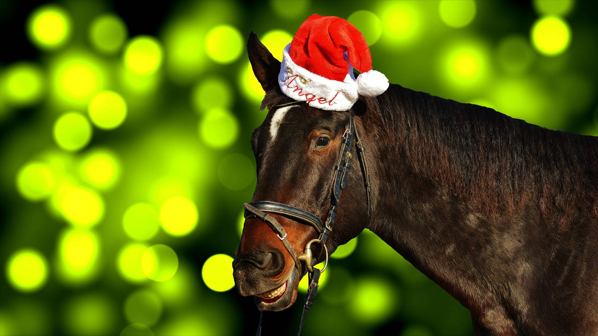 Adorable caballo con gorro de Santa para Navidad Fondos de pantalla
