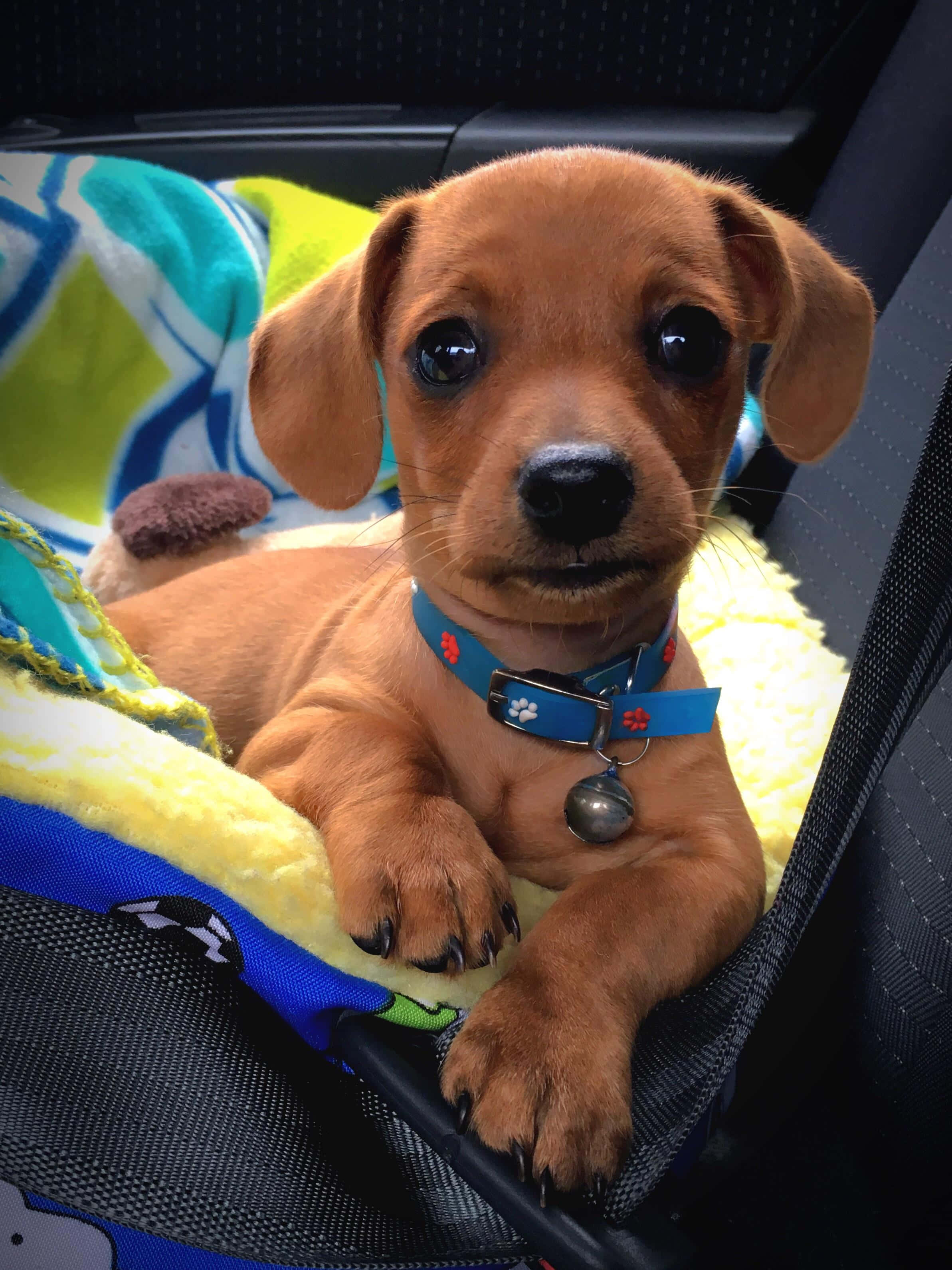 Adorable Cachorro de Dachshund Fondos de pantalla