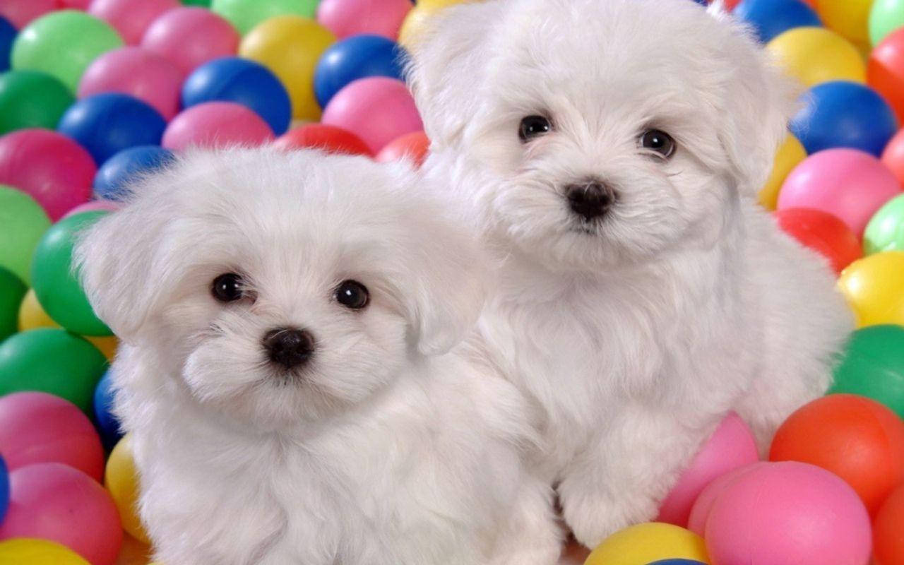 Adorable Cachorro Peludo Expresando Juguetonería Fondos de pantalla