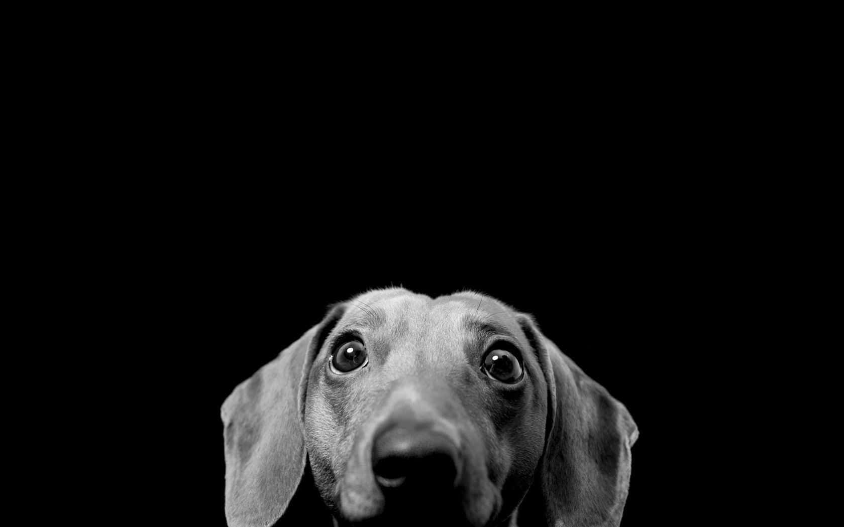 Adorable Cachorro Descansando en un Cómodo Sofá Fondos de pantalla