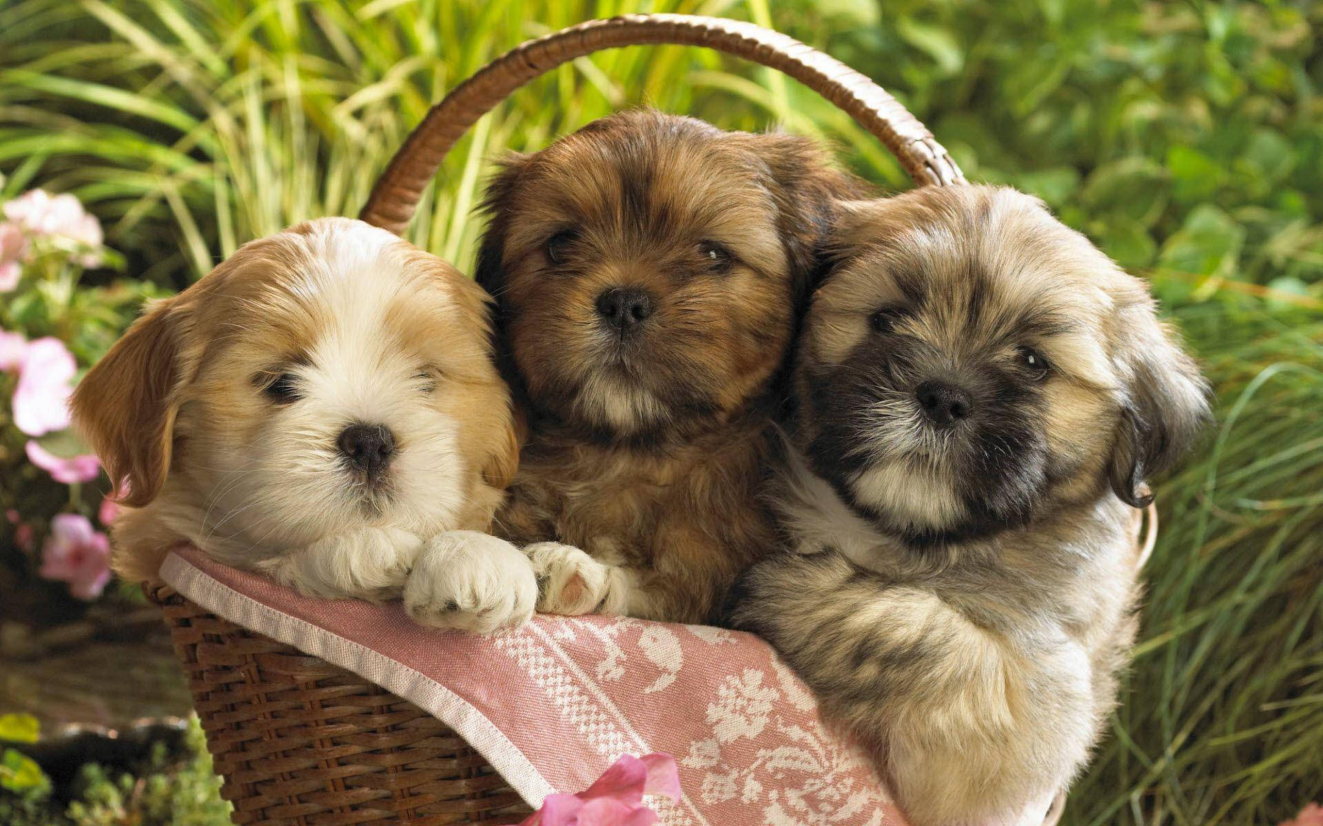 Adorable Cachorro Relajándose en el Jardín Fondos de pantalla