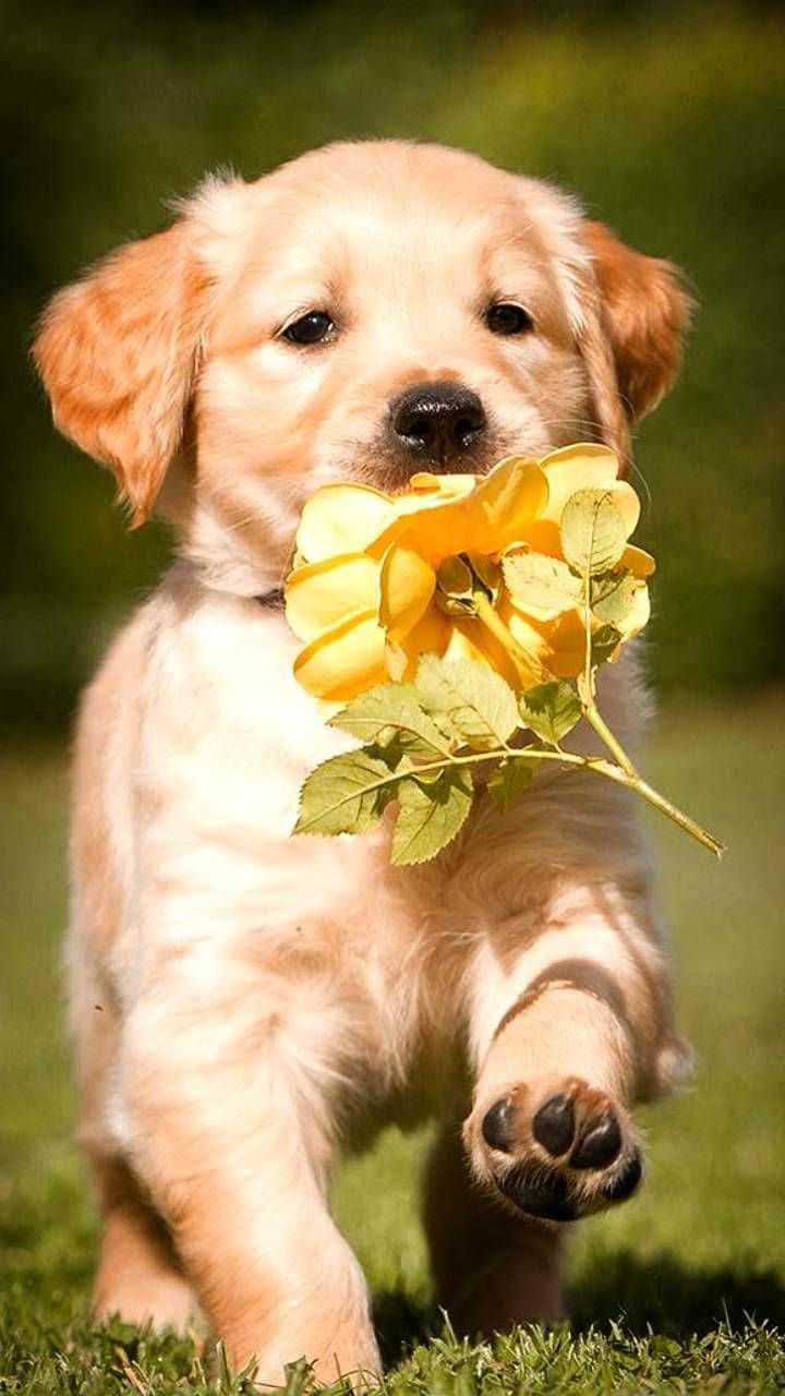 Adorable Cachorro Lindo Fondos de pantalla
