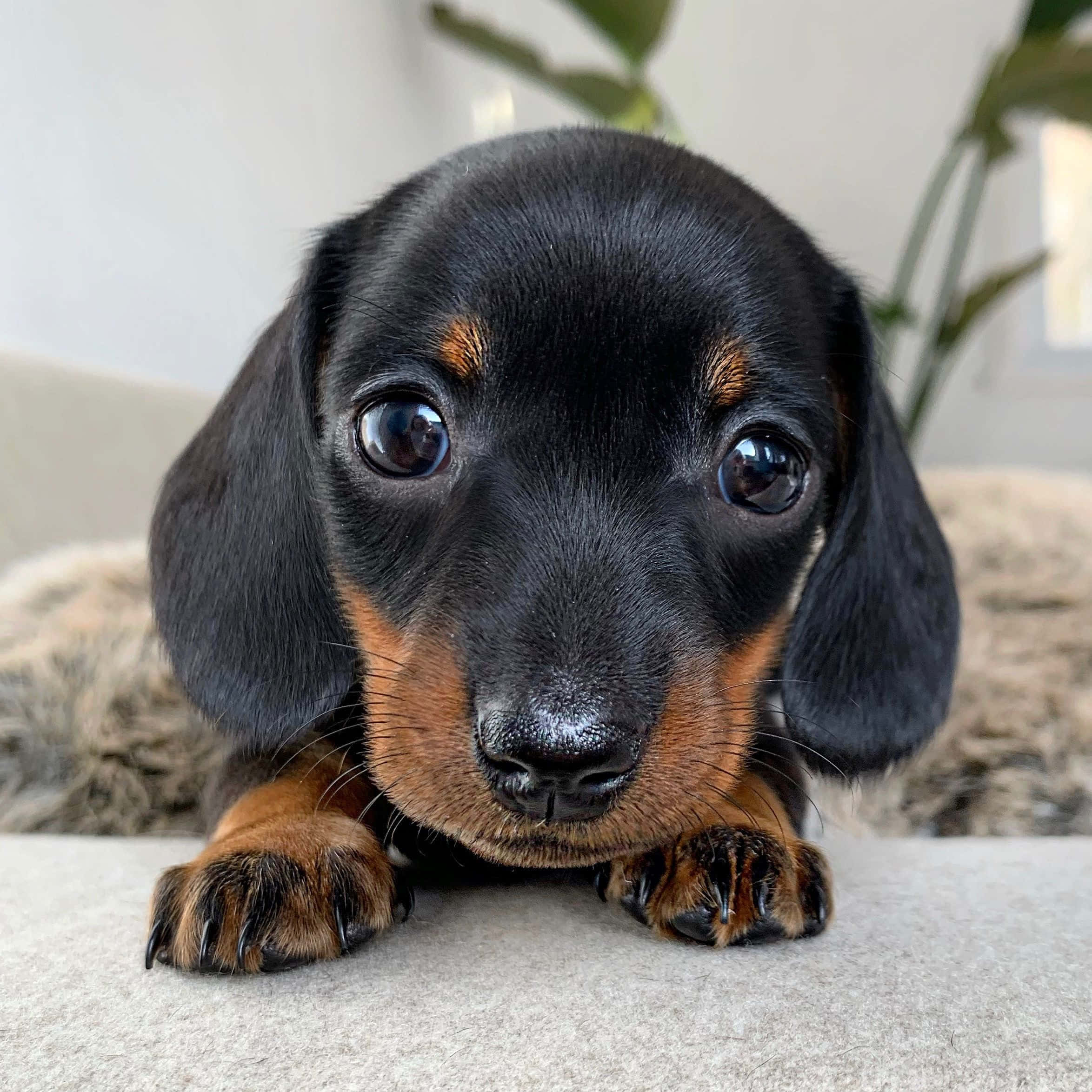 Adorable Cachorro de Dachshund Fondos de pantalla
