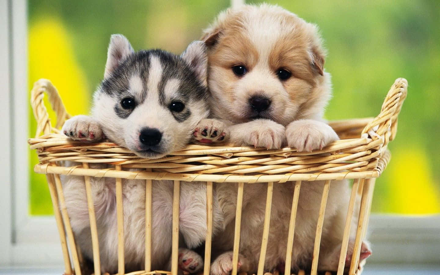 Adorable Cachorro Descansando en el Pasto Fondos de pantalla
