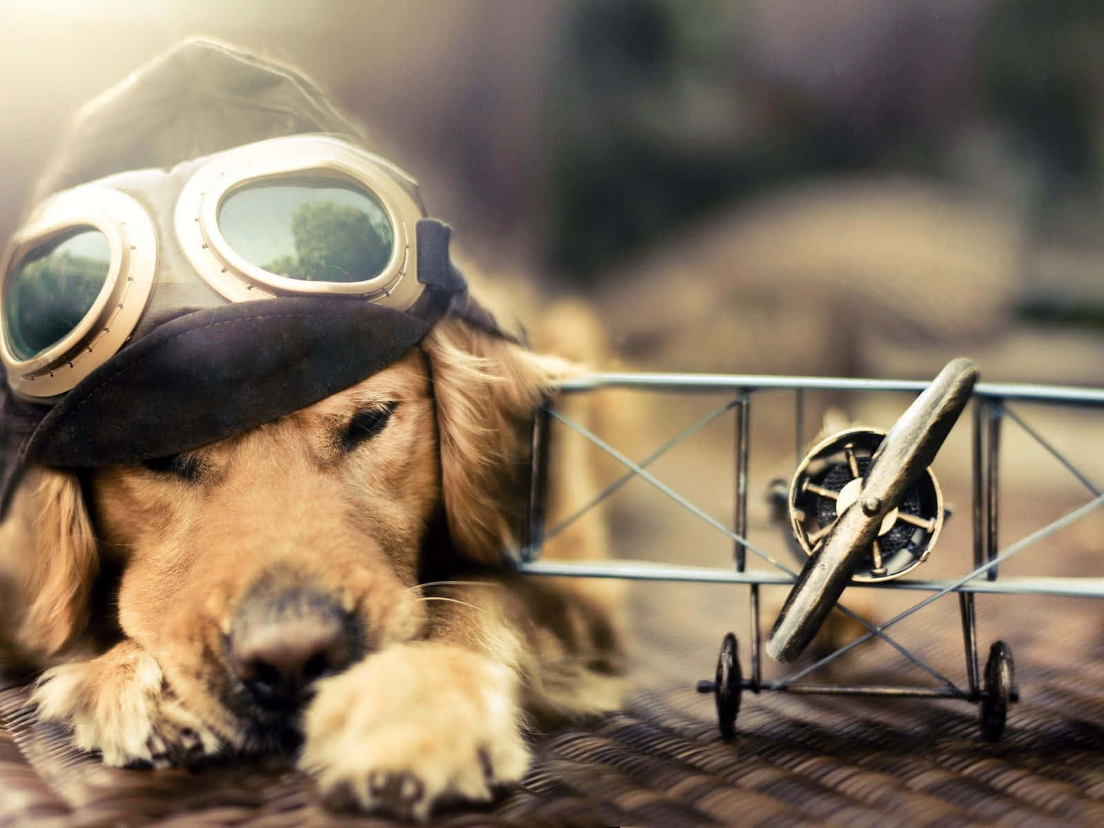 Adorable Cachorro Descansando en un Campo de Hierba Fondos de pantalla