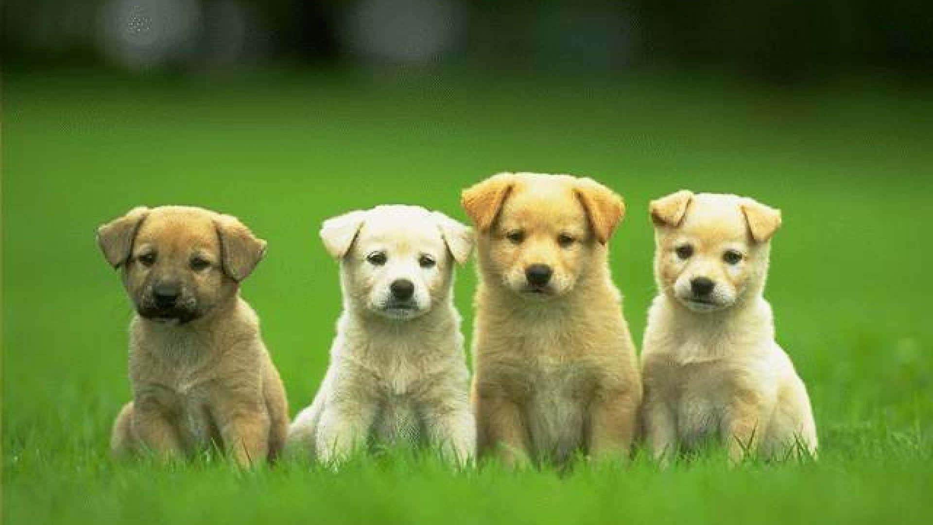 Adorable Cachorro Descansando Plácidamente Fondos de pantalla