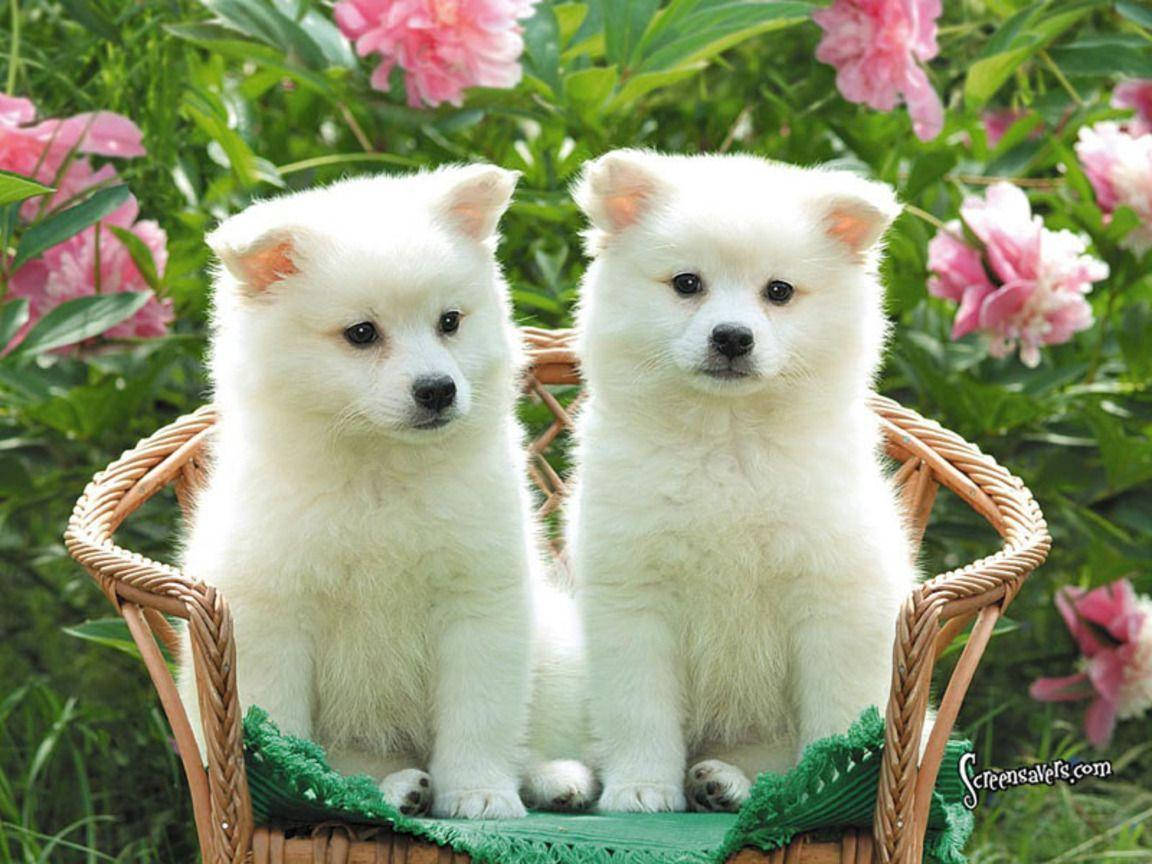 Adorable Cachorro Disfrutando un Día Soleado Fondos de pantalla